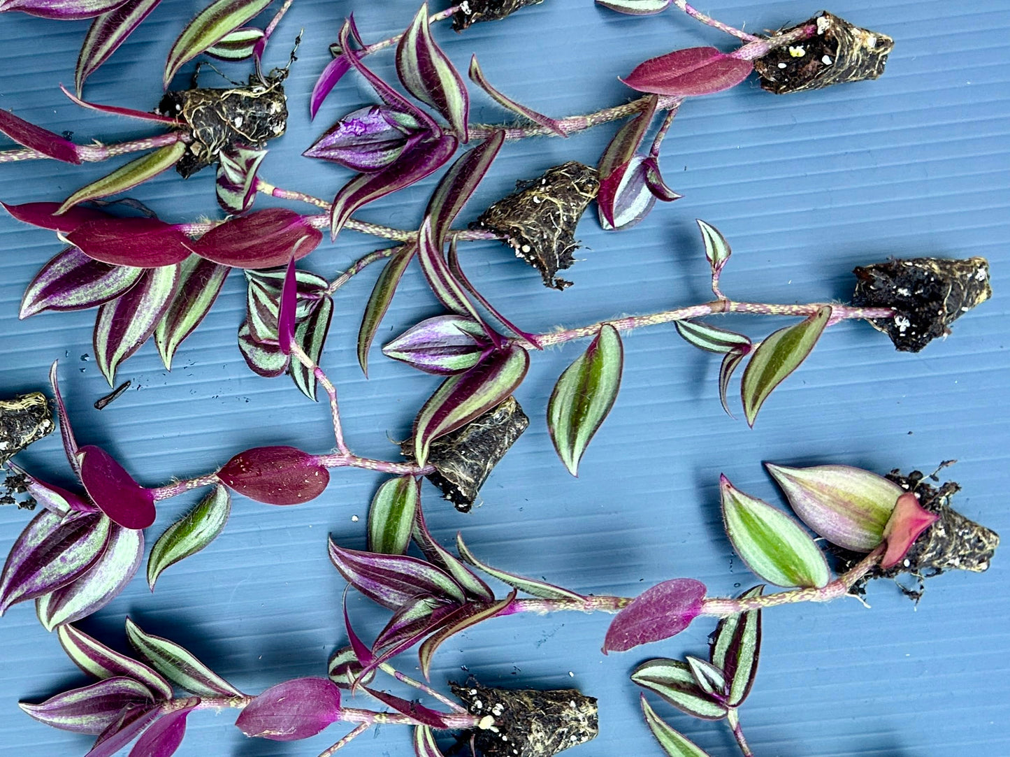 Live Wandering Jew Plant - Tradescantia Zebrina Starter Plants - Pack of 10, Healthy and Pest-Free, Vibrant Purple Foliage, Perfect for Home & Garden, Easy-Care Indoor/Outdoor Houseplant