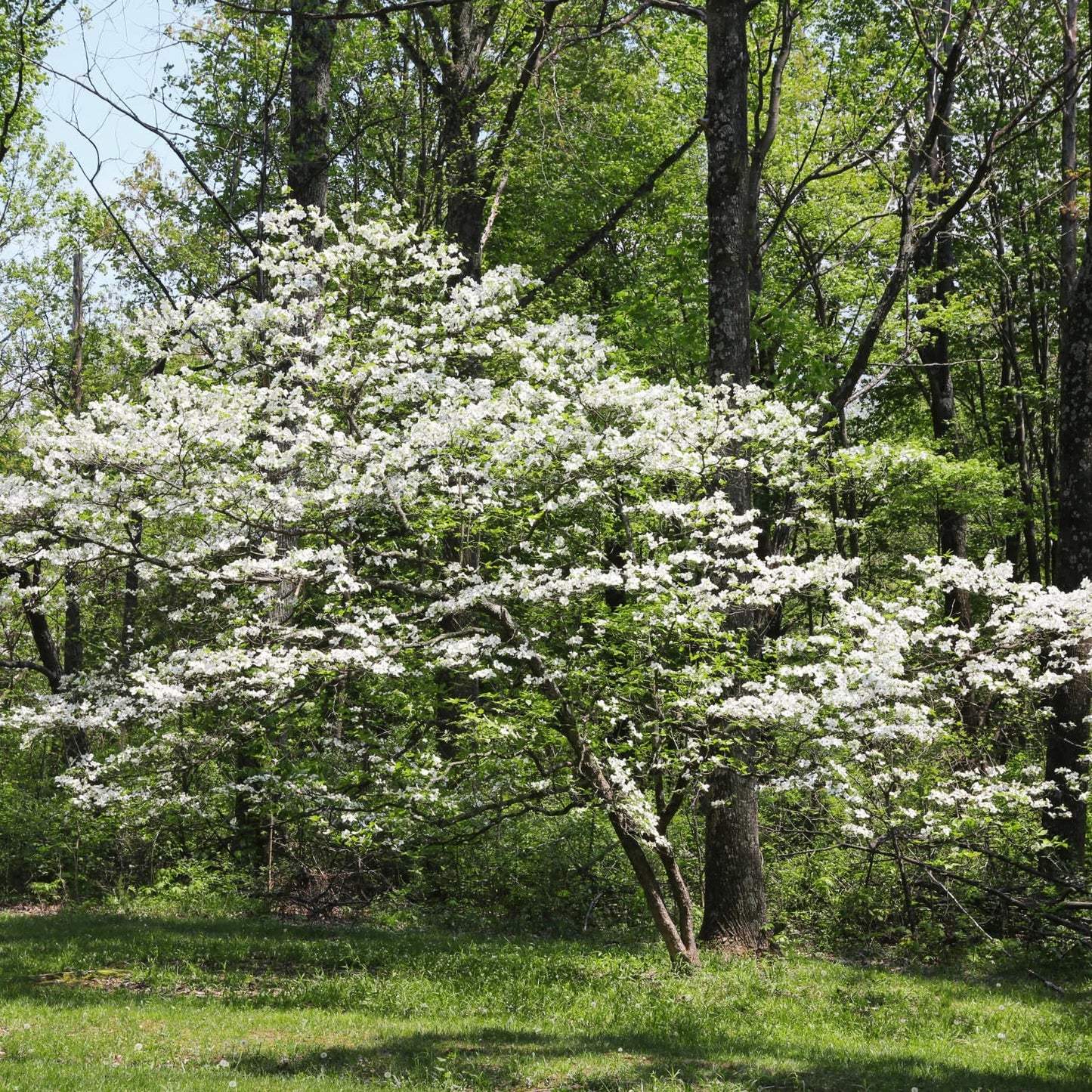2 White Dogwood Tree Live Plants Bare Roots, 12 to 18'' Tall, Dogwood Flowering Plant Live