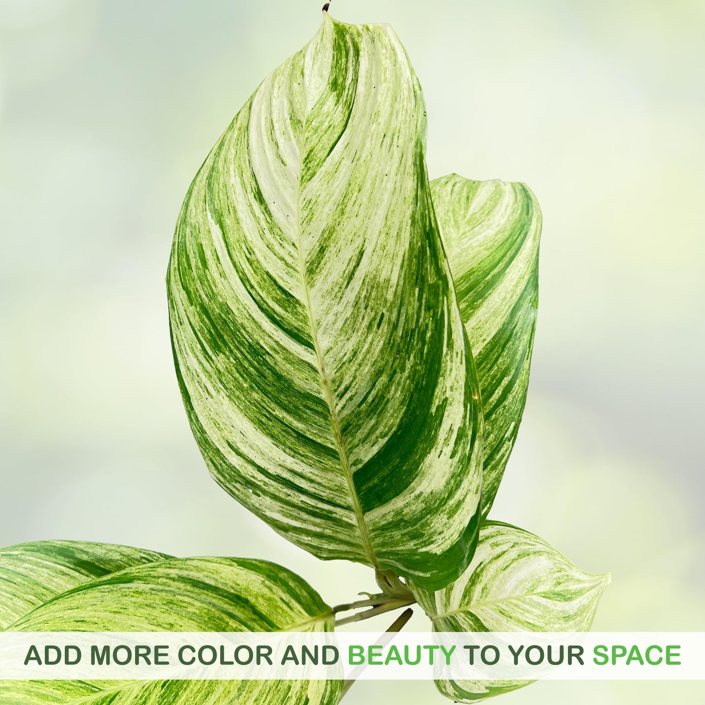 LEAL PLANTS ECUADOR Stromanthe Charlie Variegated, Elegant Variegation & Living Movement Tropical Houseplant, Natural Air Purifier, Perfect for Home Decor, Unique Gift for Plant Lovers