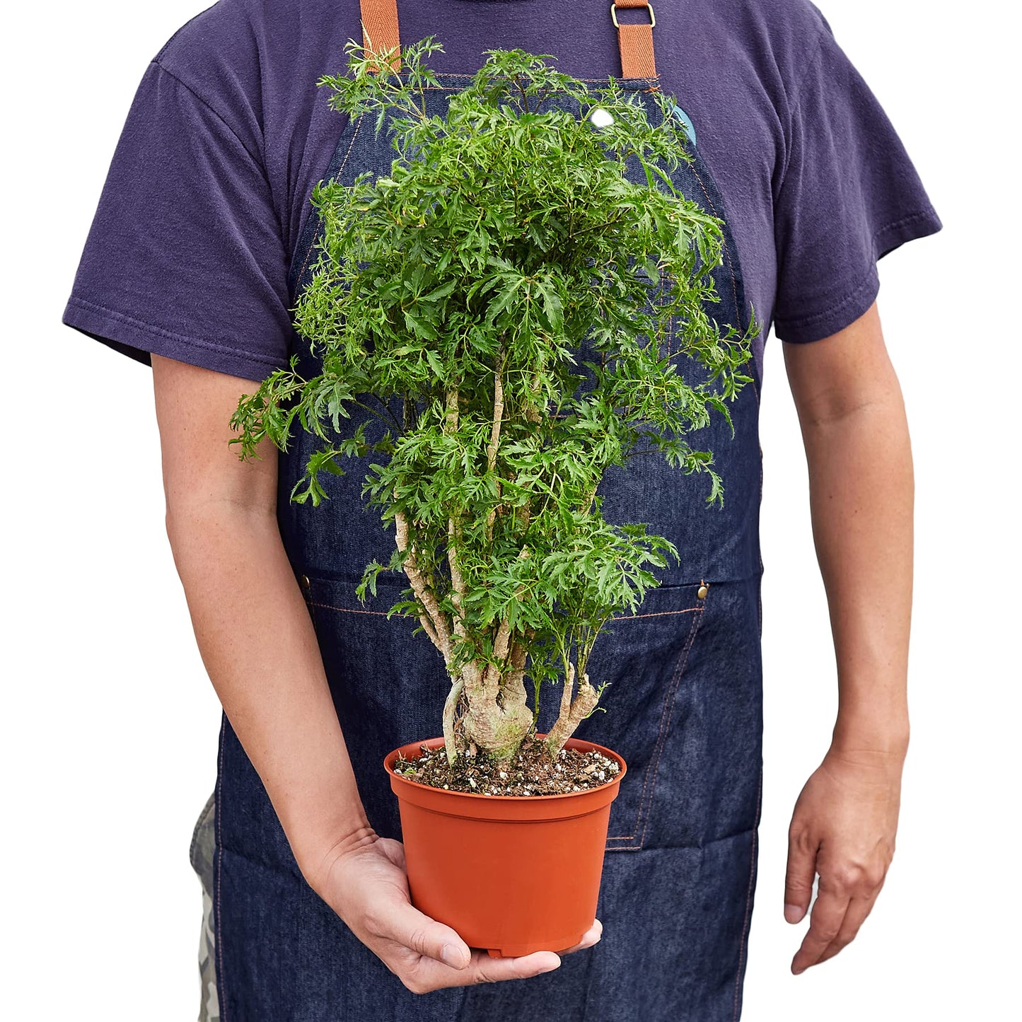 House Plant Shop | Aralia 'Ming Stump Plant' - 6" Pot | Live Indoor Plant | Easy to Care | Natural Décor Plant | Great Gifts| Free Care Guide