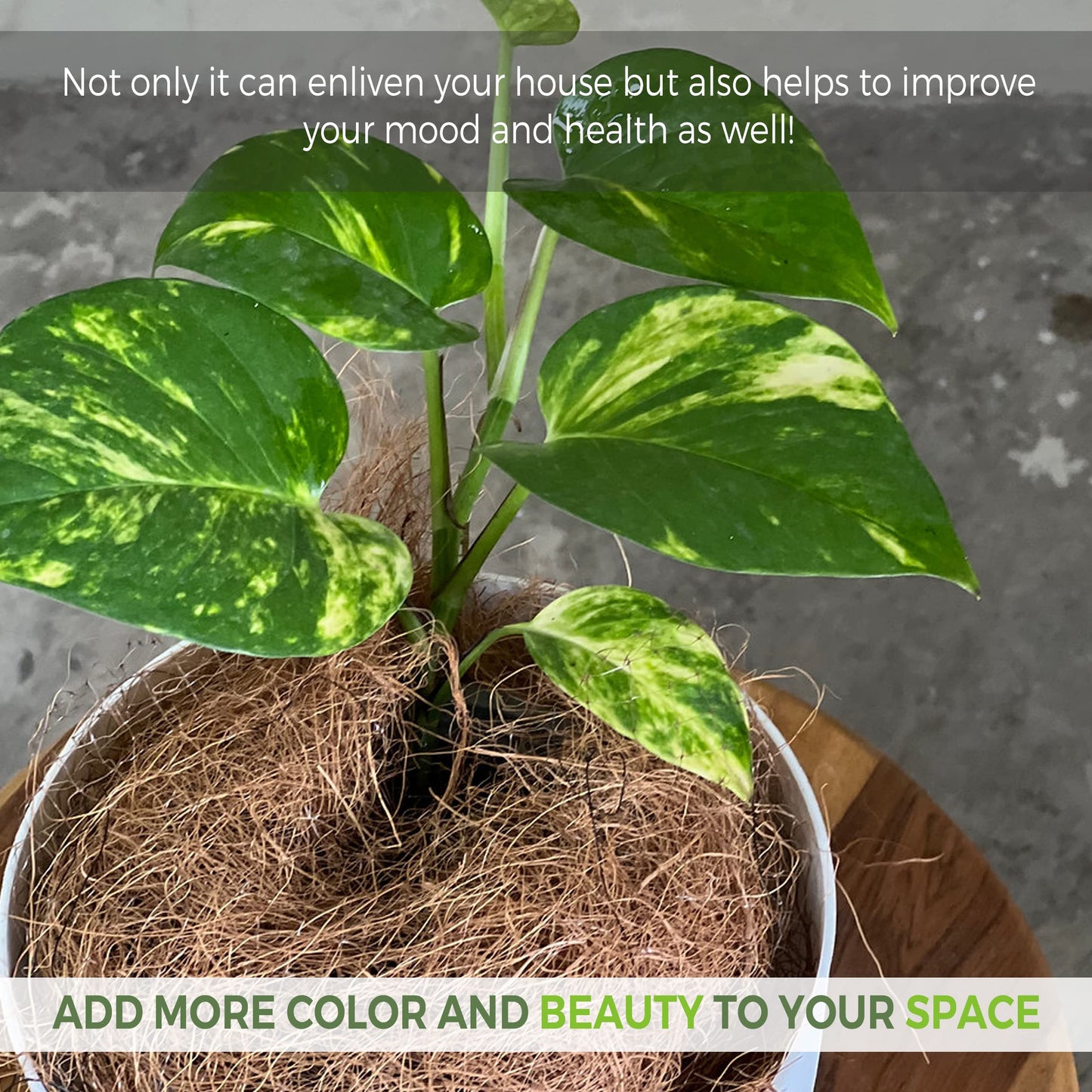 LEAL PLANTS ECUADOR Epipremnum Aureum (Pack of 2)|Golden Pothos Epipremnum Climbing Plant|Jade Epipremnum Aureum Live Houseplant| Pothos Live Plant