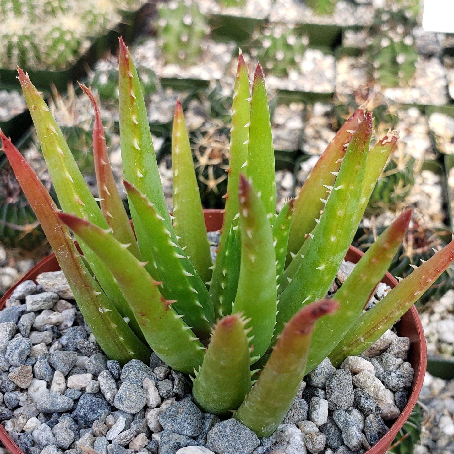 Aloe Vera chinensis Cacti Cactus Succulent Real Live Plant