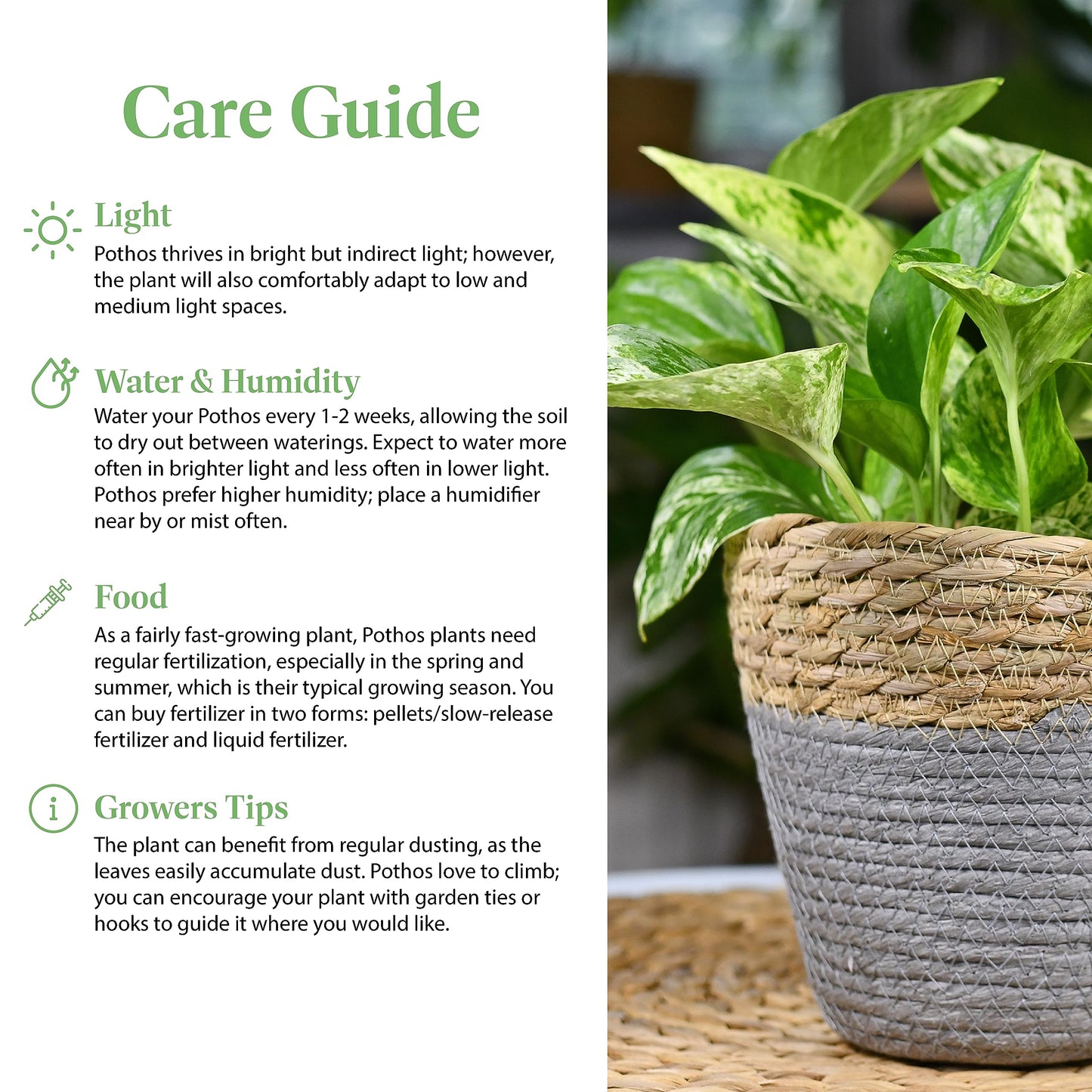 American Plant Exchange Golden Pothos – 6-Inch Pot – Live Easy Care Vining Houseplant, Air Purifying Indoor Plant for Home, Office, or Garden Decor