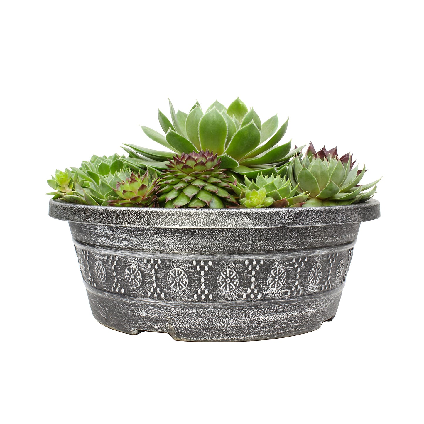 Live Sempervivum Hens and Chicks Succulent Bowl with Mini Plants, Decorative Ceramic Planter by Plants for Pets