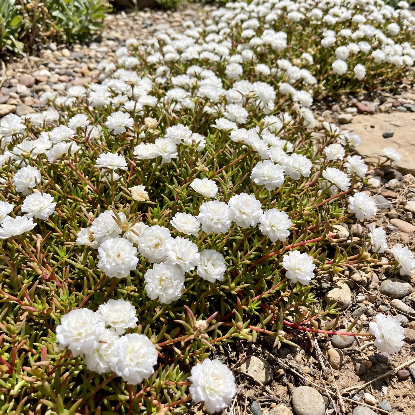 4 Portulaca Plants Live, Moss Rose Flower Plant for Outdoor Garden, Ground Cover Plant for Patio Containers, Borders or Landscape 4-7 Inches (White)