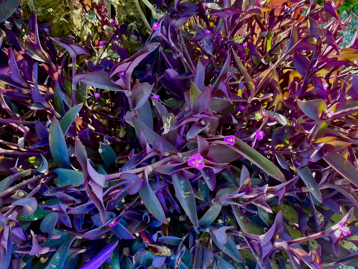 15 Jew cuttings Purple Heart Wandering Tradescantia Pallida Purpurea Around 4"-8" Long