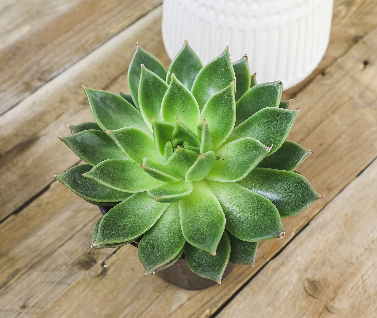 1QT Echeveria Succulents Live Plants 4PK, Live Succulent Party Favors in Succulent Pots, Live Succulents Plants Live House Plants Indoors Live Plants Indoor Plants Live Houseplants, by Plants for Pets