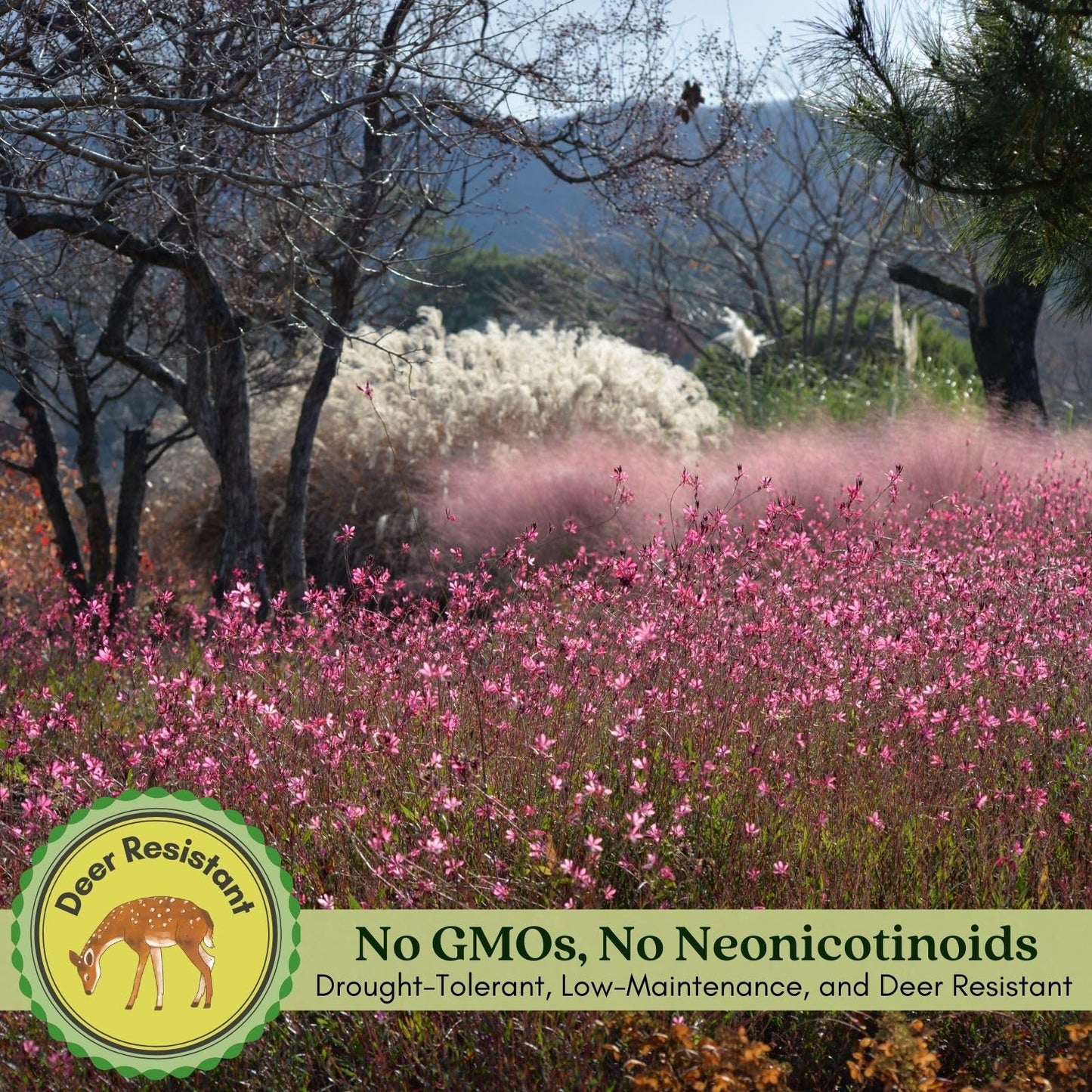 Clovers Garden Gaura Siskiyou Pink Plants - Two (2) Live Plants – Non-GMO - Not Seeds - Each 4" to 8" Tall – in 4" Inch Pots - Perennial, Pollinator Friendly, Continuous Blooms