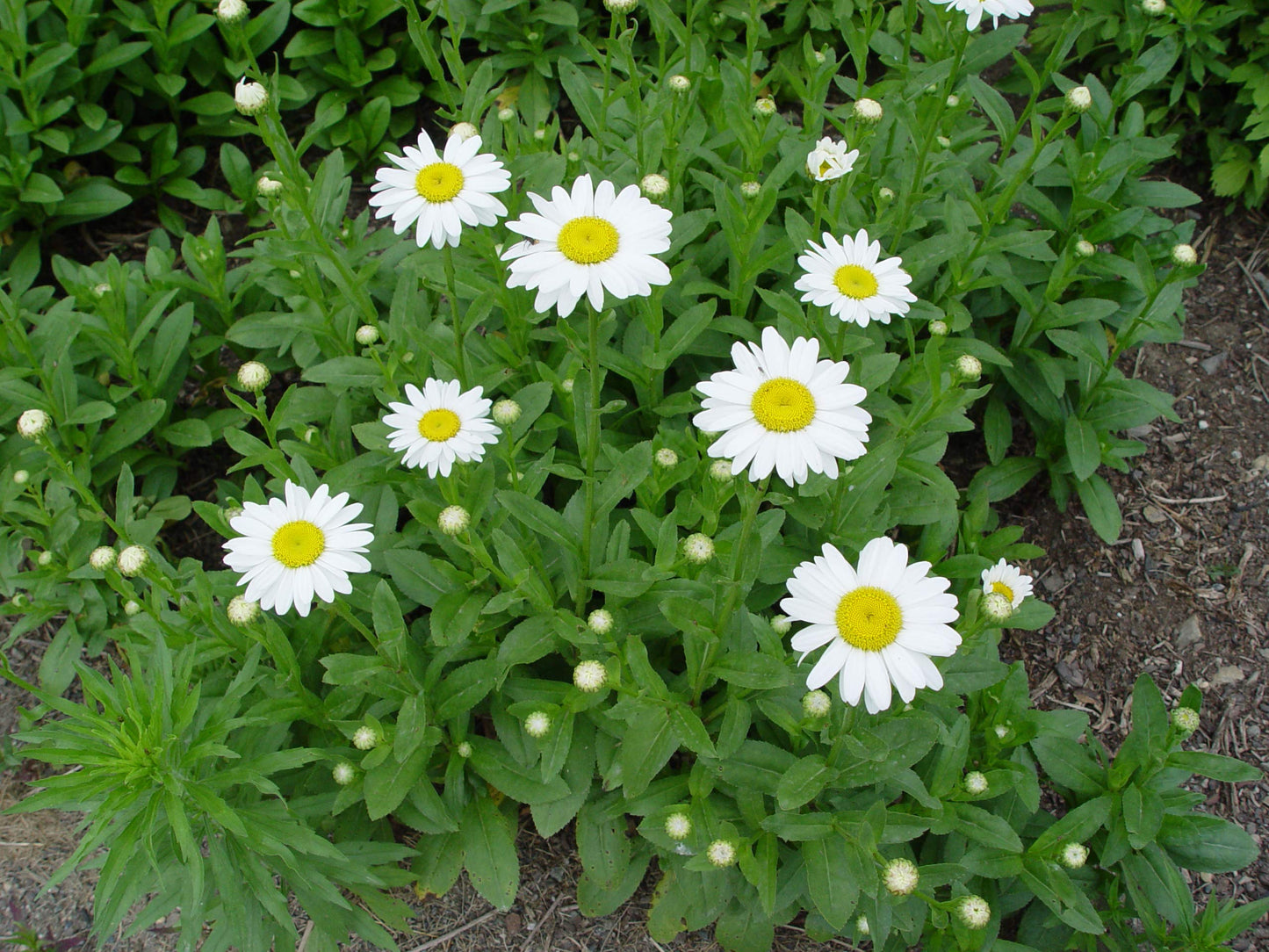 Leucanthemum X Superbum 'Becky' (Shasta Daisy) Perennial, White Flowers, #2 - Size Container