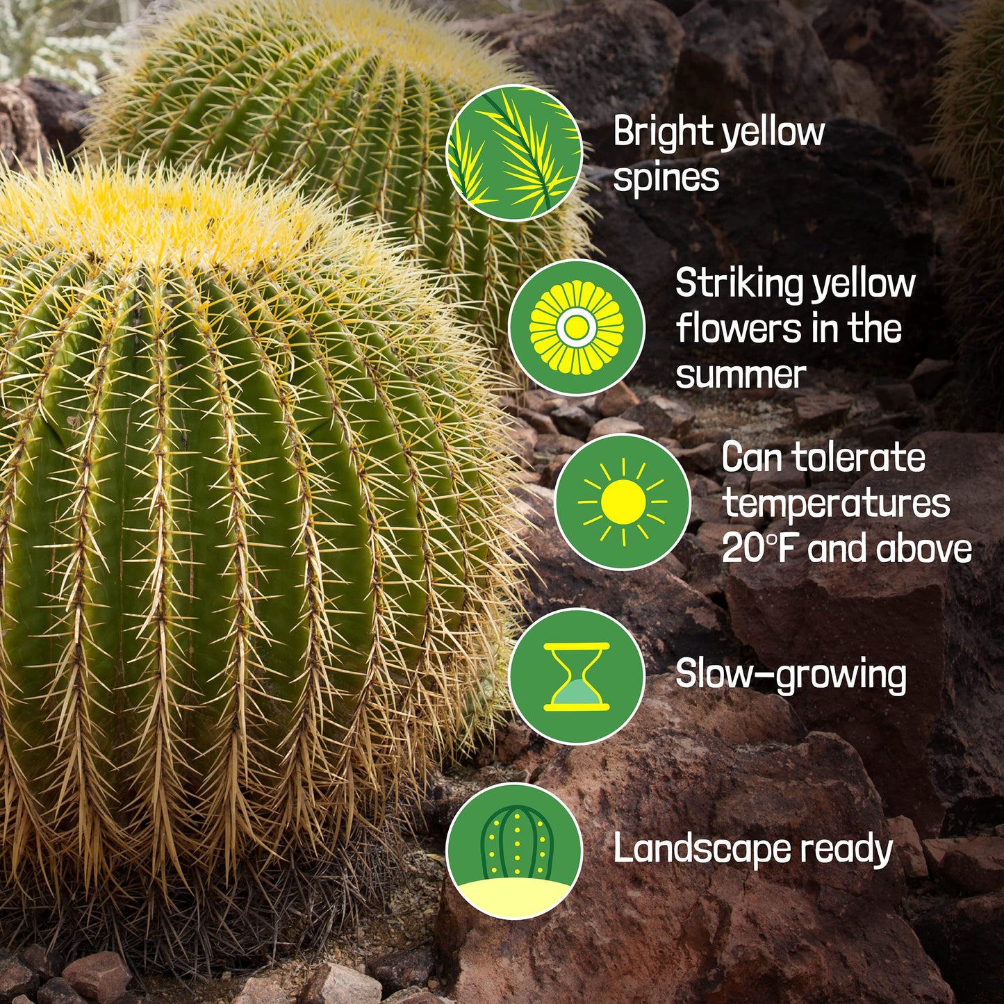 Cactus Outlet- Golden Barrel Cactus Plant - Live Cactus Plants - Barrel Cactus Plants Live - 1 Gal - Landscape Ready Barrel Cactus Plants Live Delivered Right to Your Door - Live Plants Outdoor