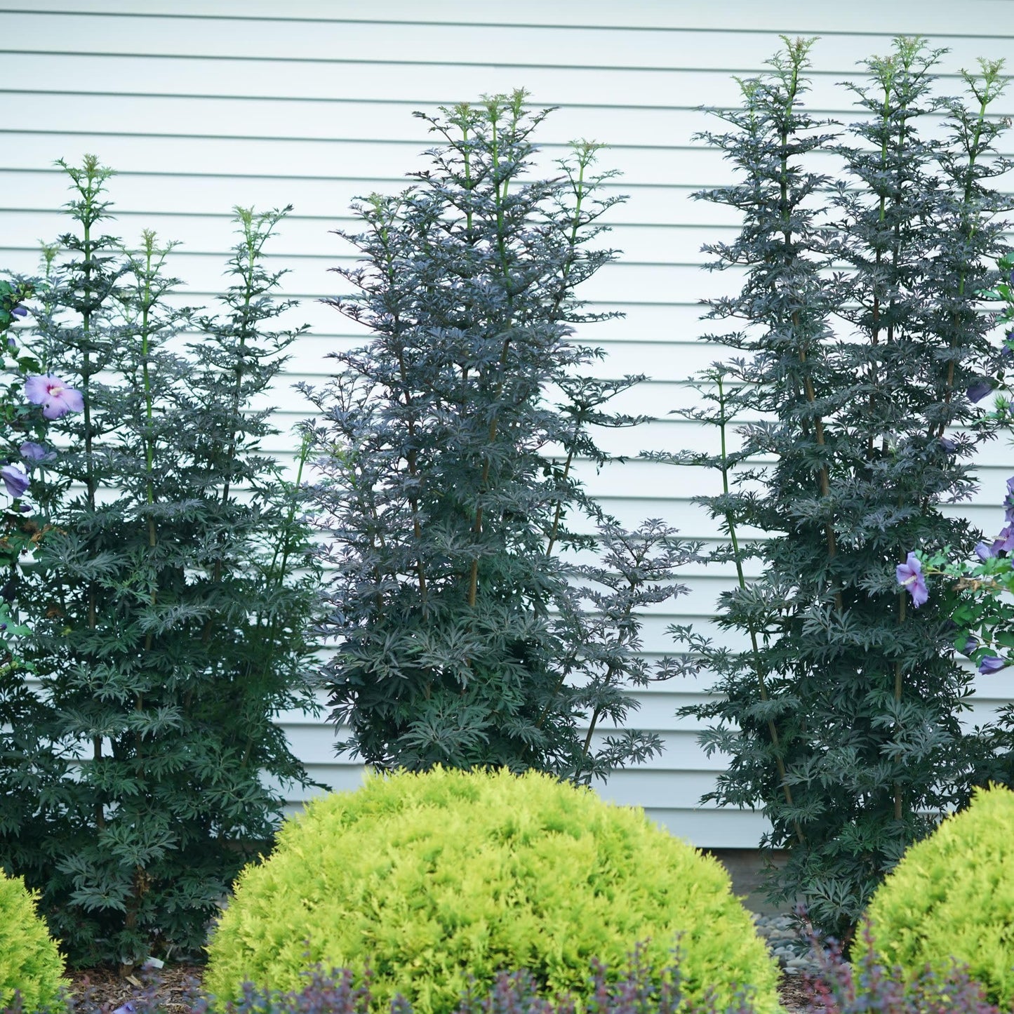 Proven Winners Laced Up Elderberry (Sambucus nigra) Live Plant, 4.5" Qt
