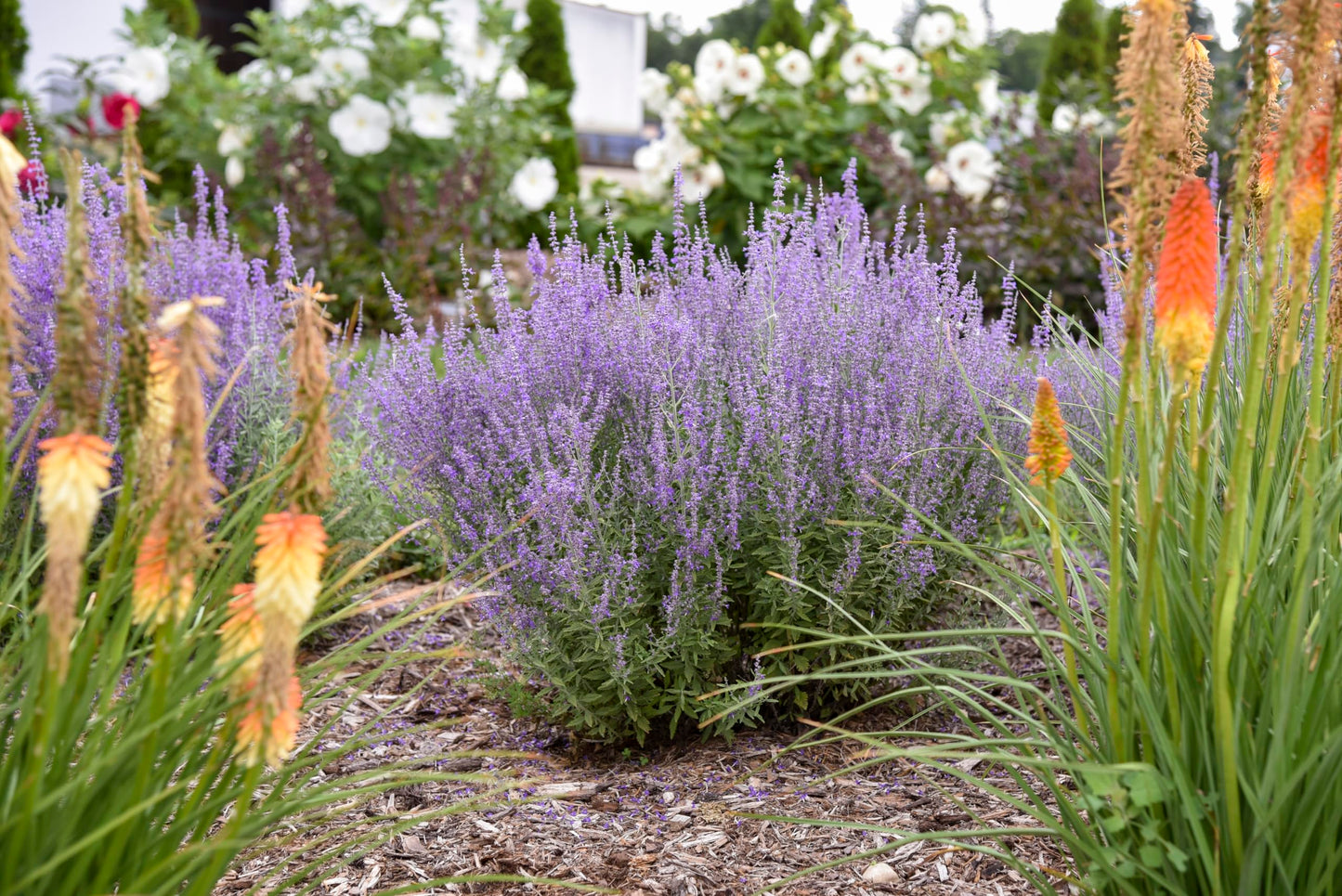 Live Plant from Green Promise Farms - Proven Winners, Perovskia atri. 'Sage Advice' Russian Sage, Dark Purple, #1 Gallon Container - Does NOT Ship to AZ, CA, HI, ID, MT, NV, OR, PR, UT & WA!!