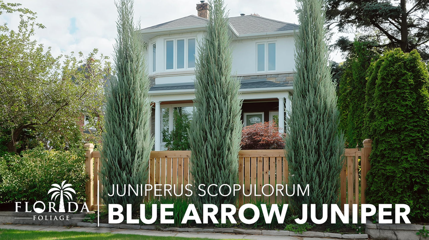 Blue Arrow Juniper | 3 Live 4 Inch Plants | Juniperus Scopulorum | Fast Growing Privacy Screen, Outdoor Evergreen Shrub, Narrow Columnar Shape, Low Maintenance Landscape, Drought Tolerant