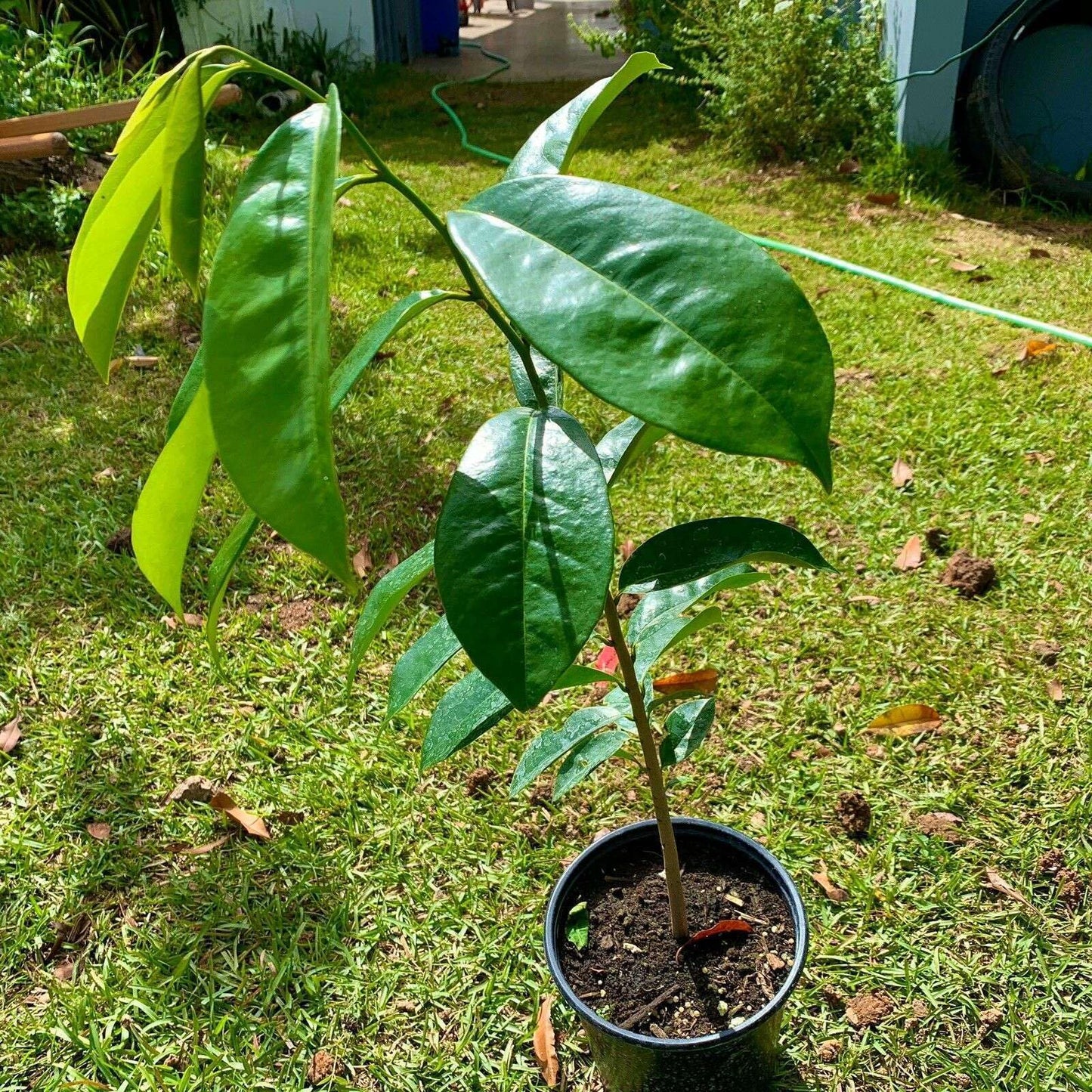 Live Plant - Golden Yellow Soursop (Annona muricata) Live Fruit Tree 1’-2’ feet Tall