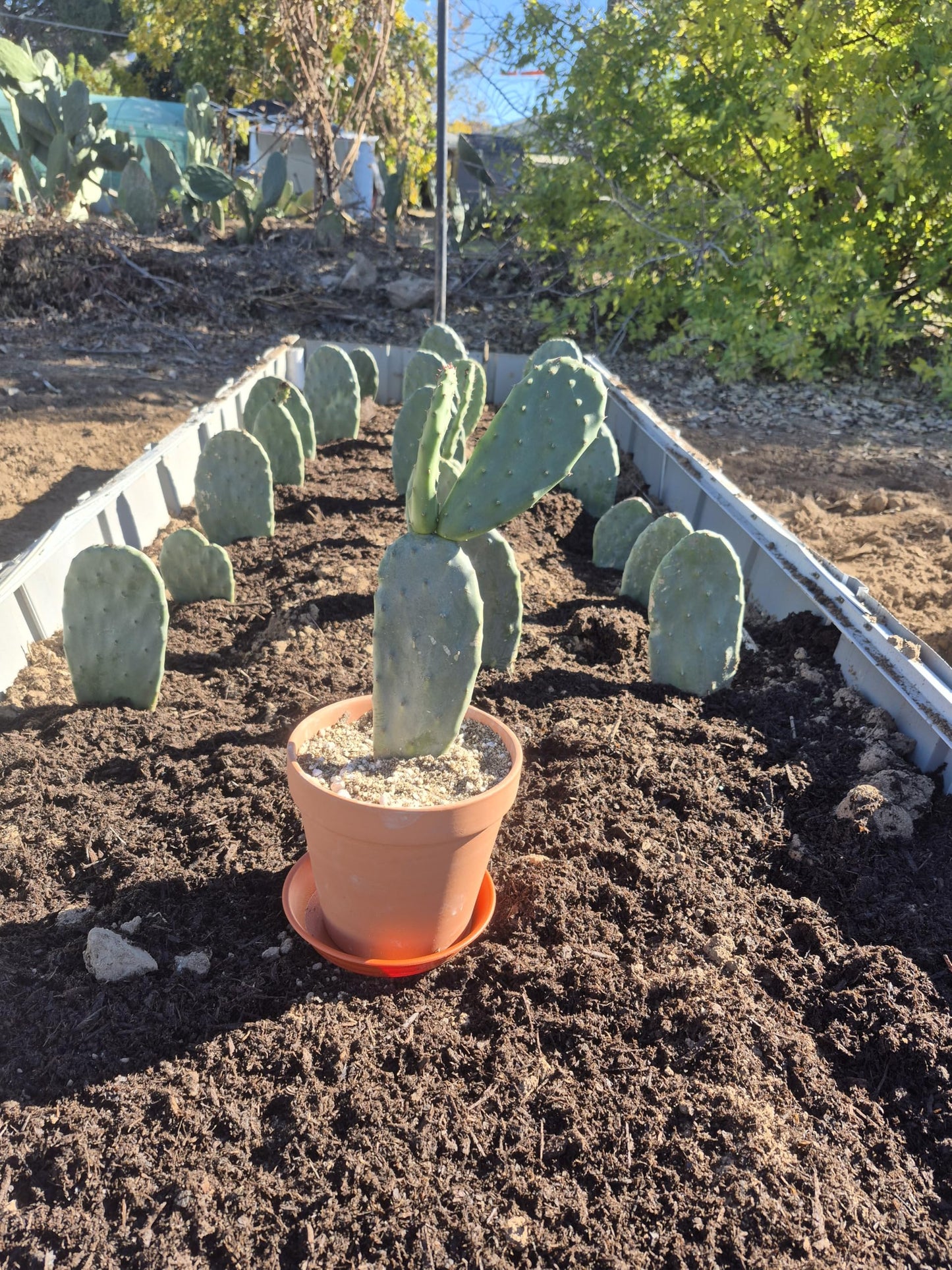 Live Indian Fig Prickly Pear Cactus Plant (Opuntia ficus-Indica) 6–10 in Tall, Ships Bare Root, Includes 6 in Terracotta Pot + Saucer, Cactus Soil + River Gravel