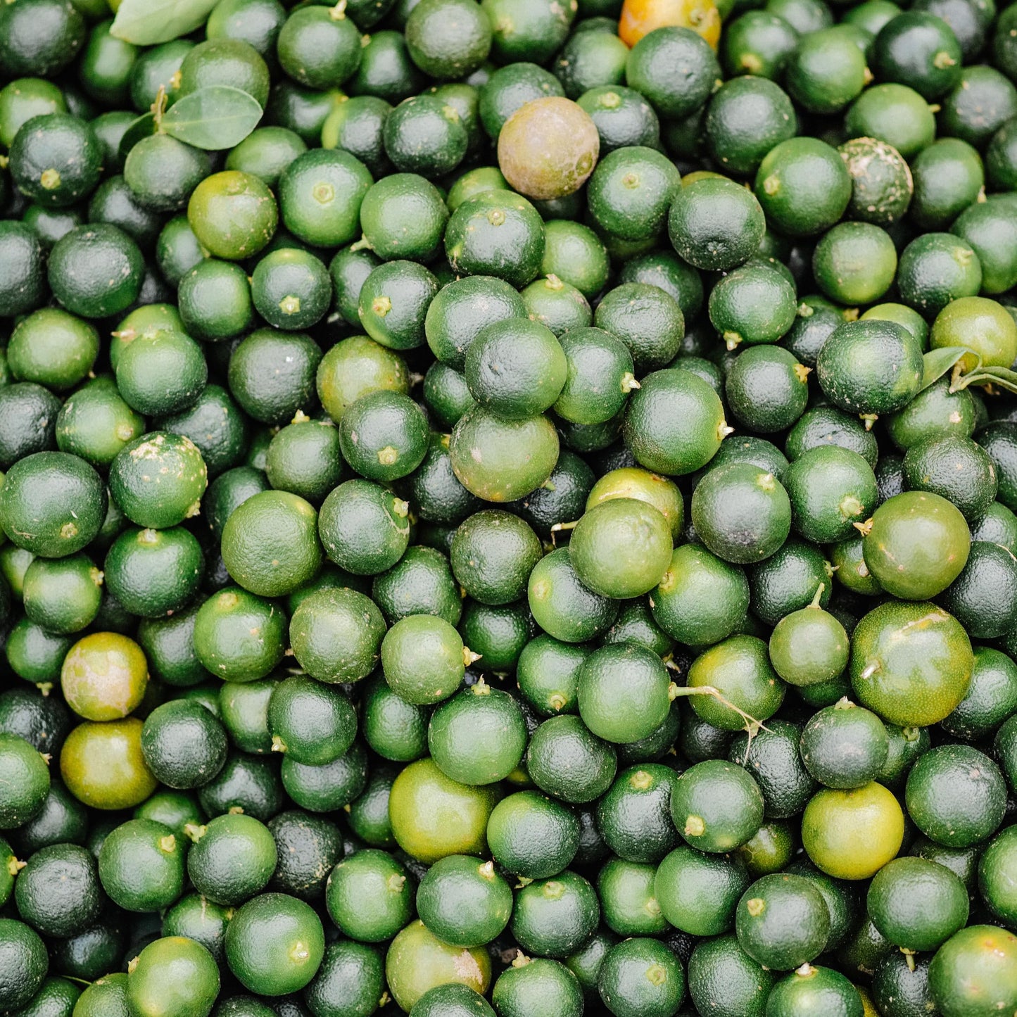1 Live Citrus Plant, 16 to 24 inches Tall, 1 Gallon Pot, Fragant Smell with Blooming Flowers or Fruits - Cannot Ship to CA, TX, AZ, LA, HI (Calamondin)