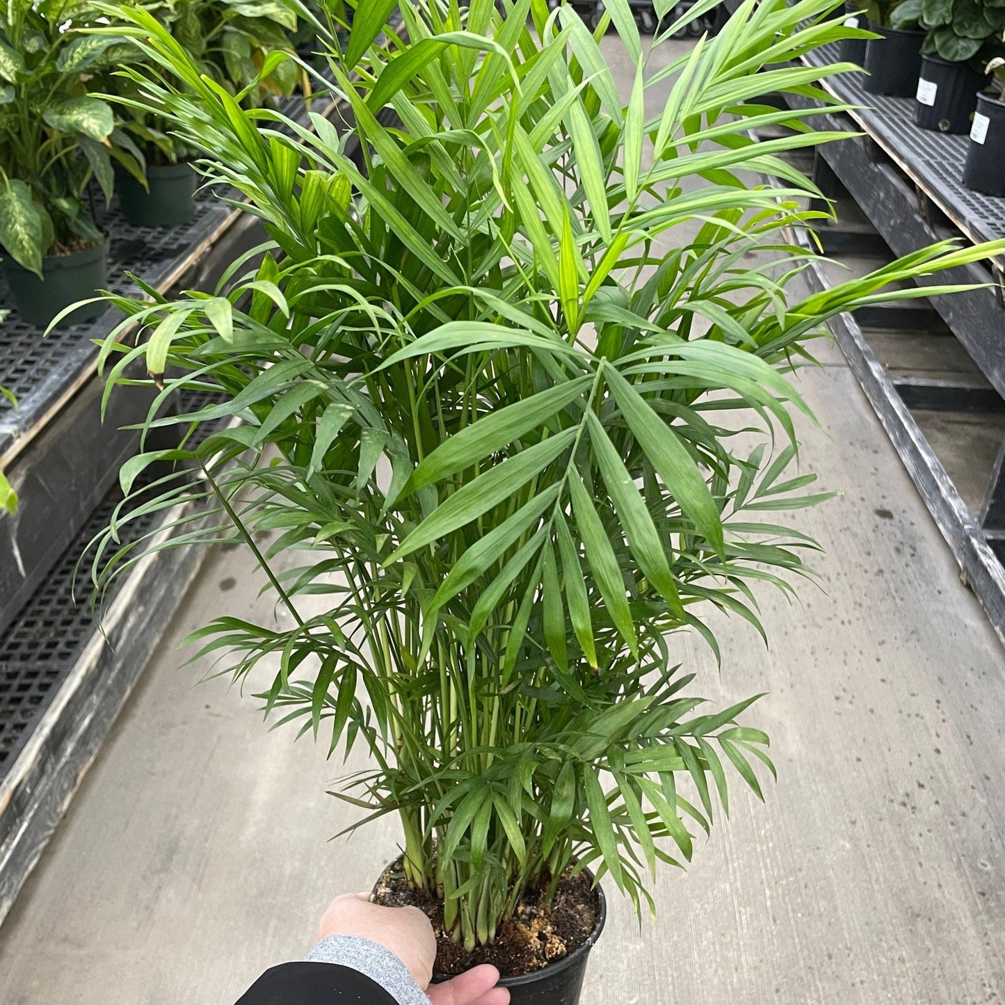 Palm 'Parlor' | Live Plant for Indoor & Outdoor | for Living Room, Office, Bathroom | (6" Pot)