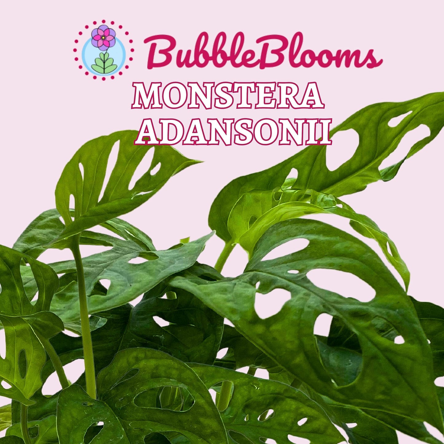 BubbleBlooms Monstera Adansonii Swiss Cheese Plant, Live in a 4 inch Pot by BubbleBlooms