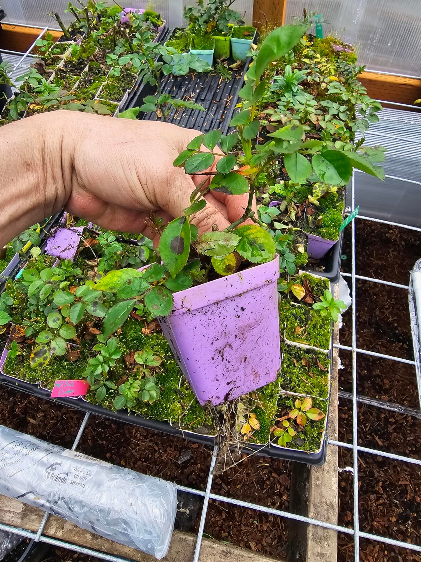 2pack neon Pink Climbing Rose Live Plant, 3" Pot