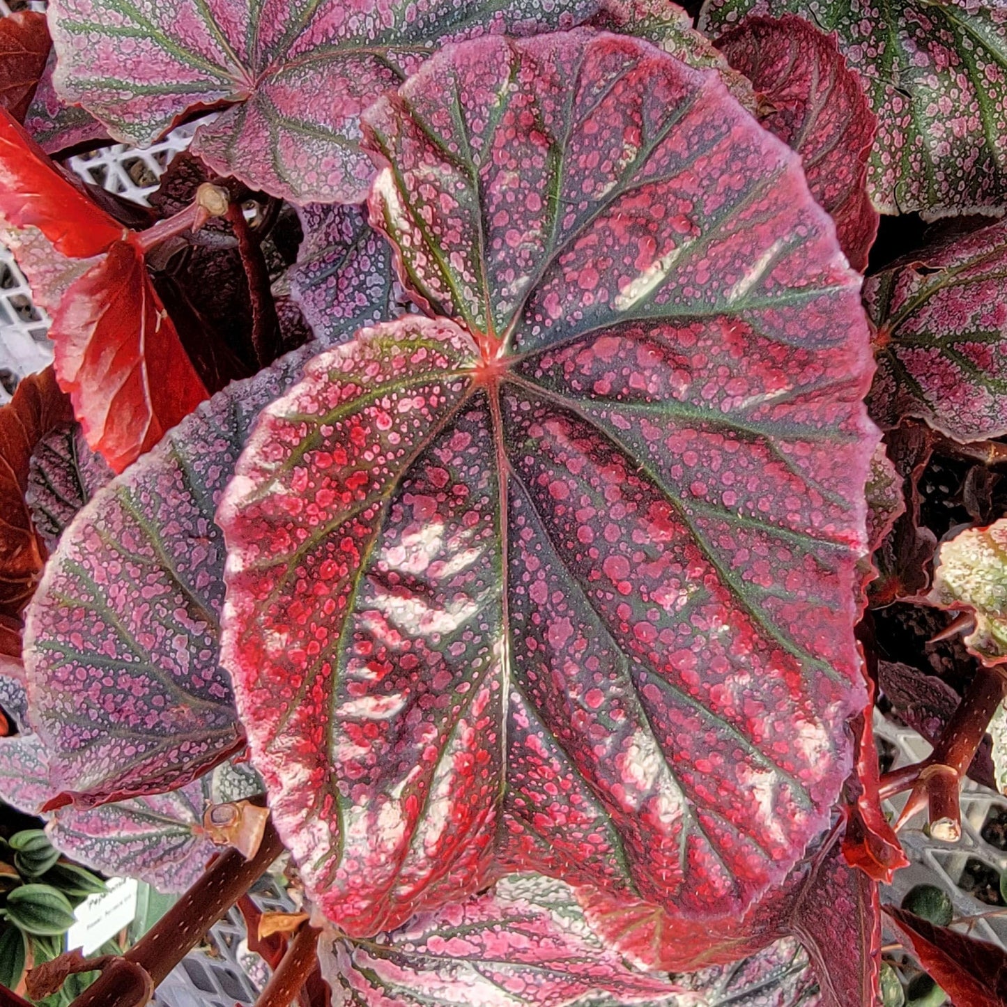 Begonia coccinea 'Pink Mink', Begonia Pink Mink, Angelwing Begonia, houseplant, Colorful Foliage and Bright Flowers, Container Size: 3.5"