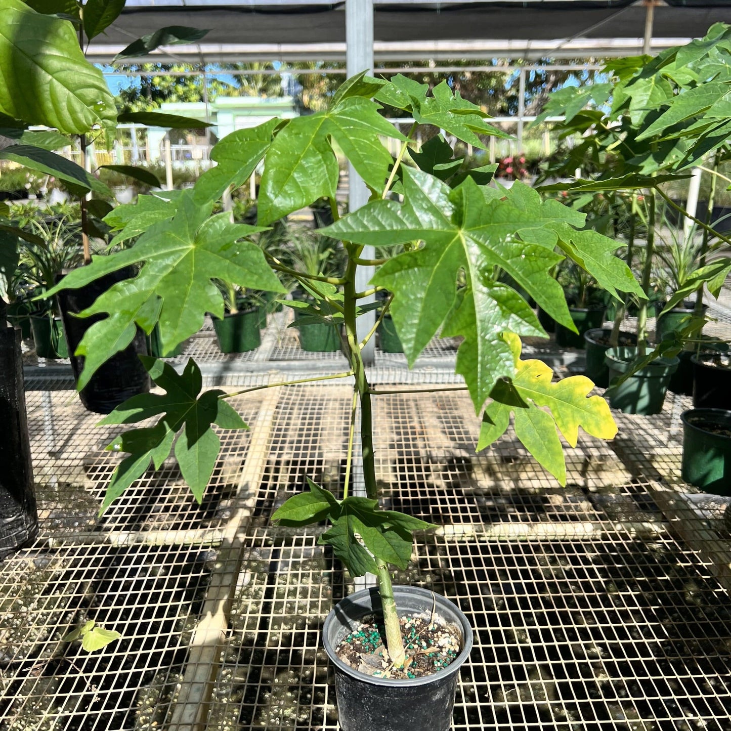 Live Plant - Papaya (Carica Papaya) Live Fruit Tree 1’-2’