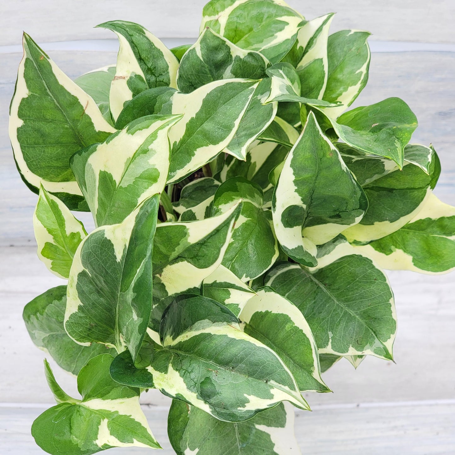 Pothos NJoy Live Houseplant 4 Inch Pot Established Variegated Epipremnum Aureum Easy Care Indoor Plant White Green Foliage Vining Devil's Ivy