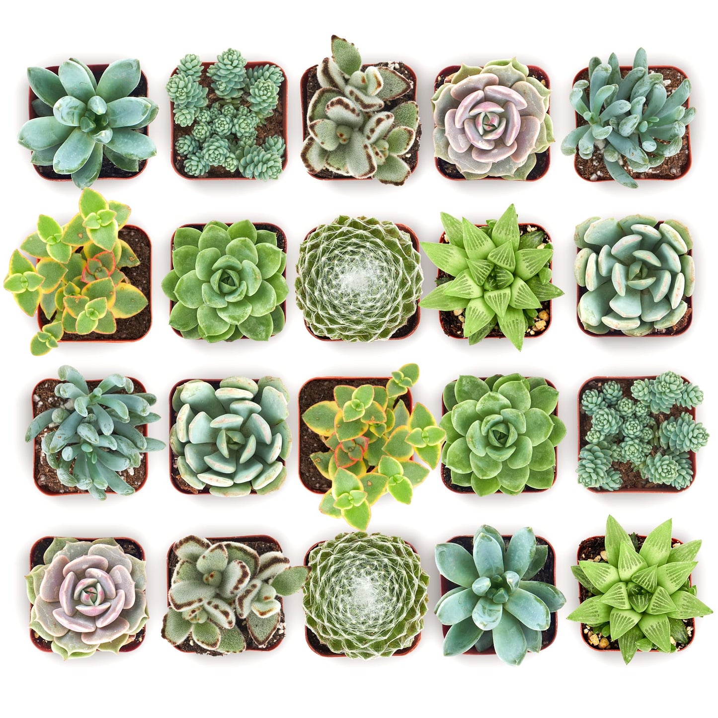 Shop Succulents Mixed Succulent Plant Pack 2" Grow Pot Pack of 256
