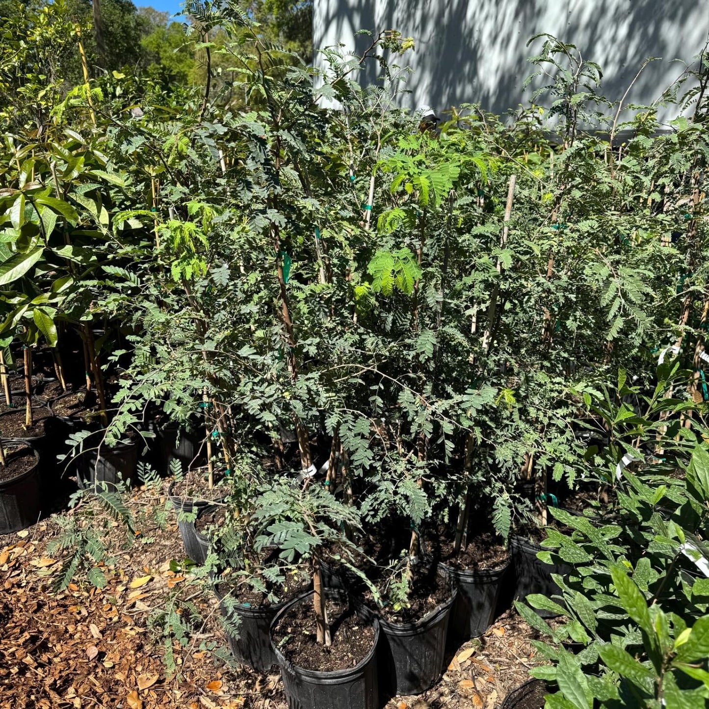 Tamarind Tree Live Plant 3 Feet Tall, in 3 Gallon Pot, Sour Tamarind Plant Live for Planting Outdoor, No Shipping to CA
