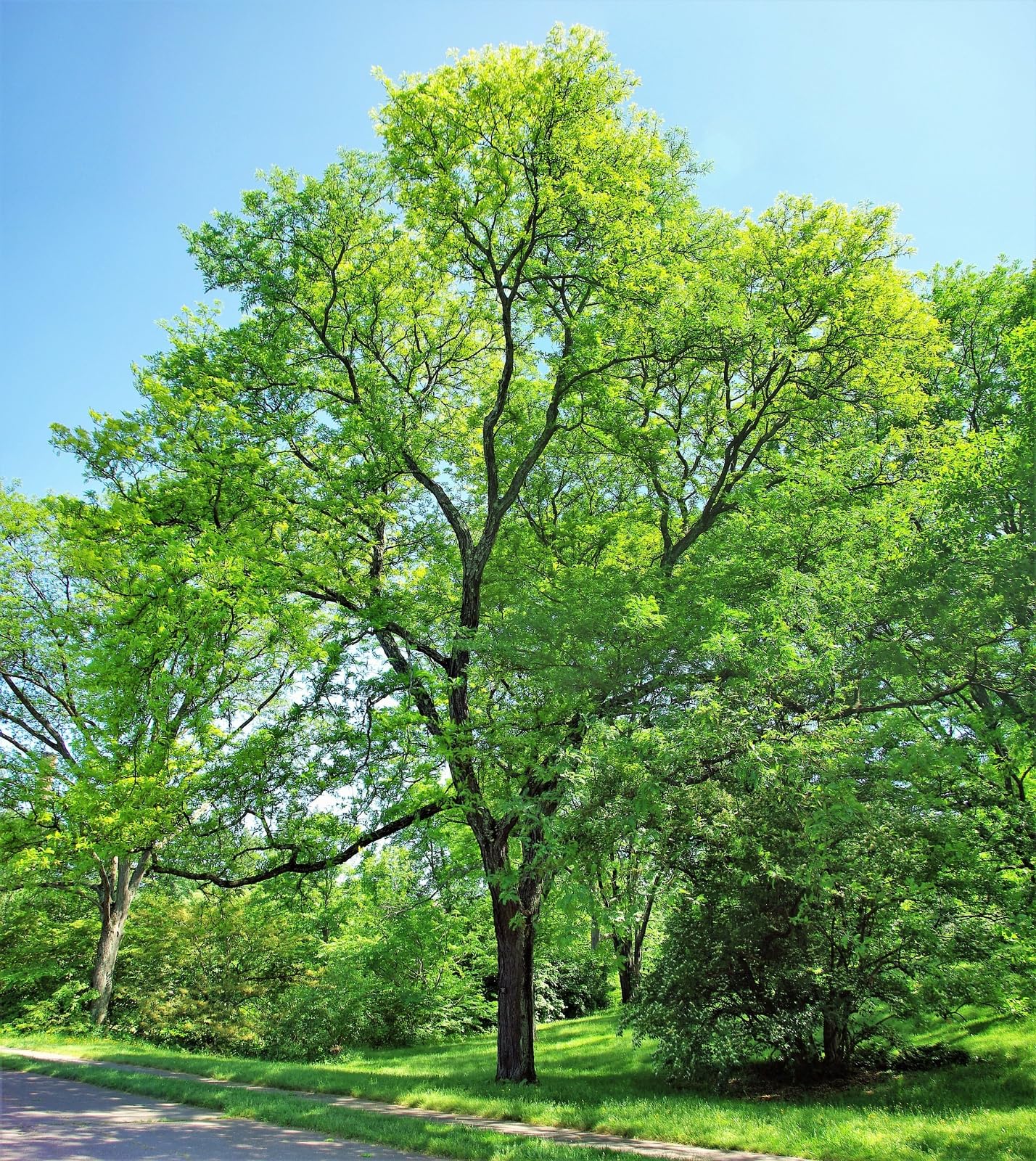 Live Plant - 2 Thornless Honey Locust Trees - 18-24" Tall Live Plants - Bare Root - Outdoor