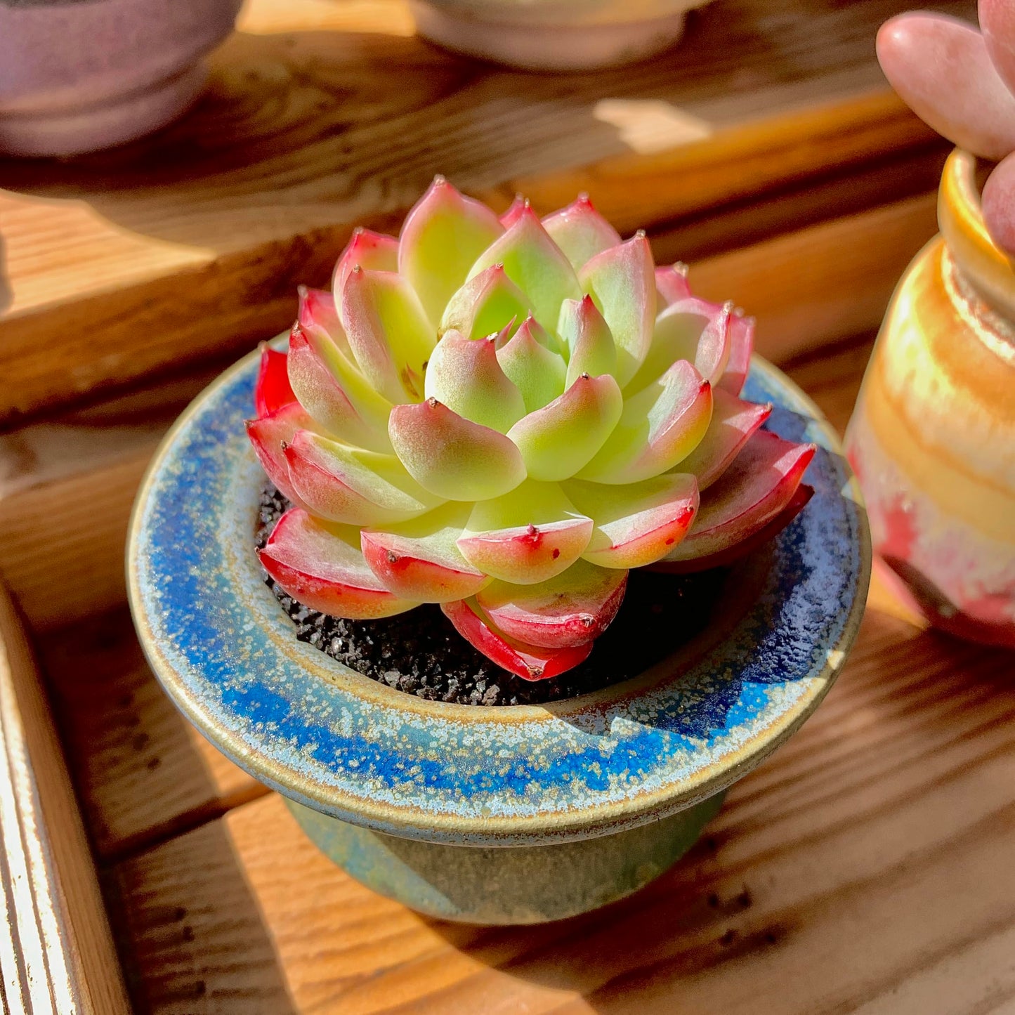 Echeveria Crystal Rose Rare Live Succulent Plants, Mini Pink 1 Head 2" Live Plant,Bare Root Without Pot Soil,Garden Indoor Office Desk Wedding Party Baby Shower Decoration, Friend Plant Lovers Gifts
