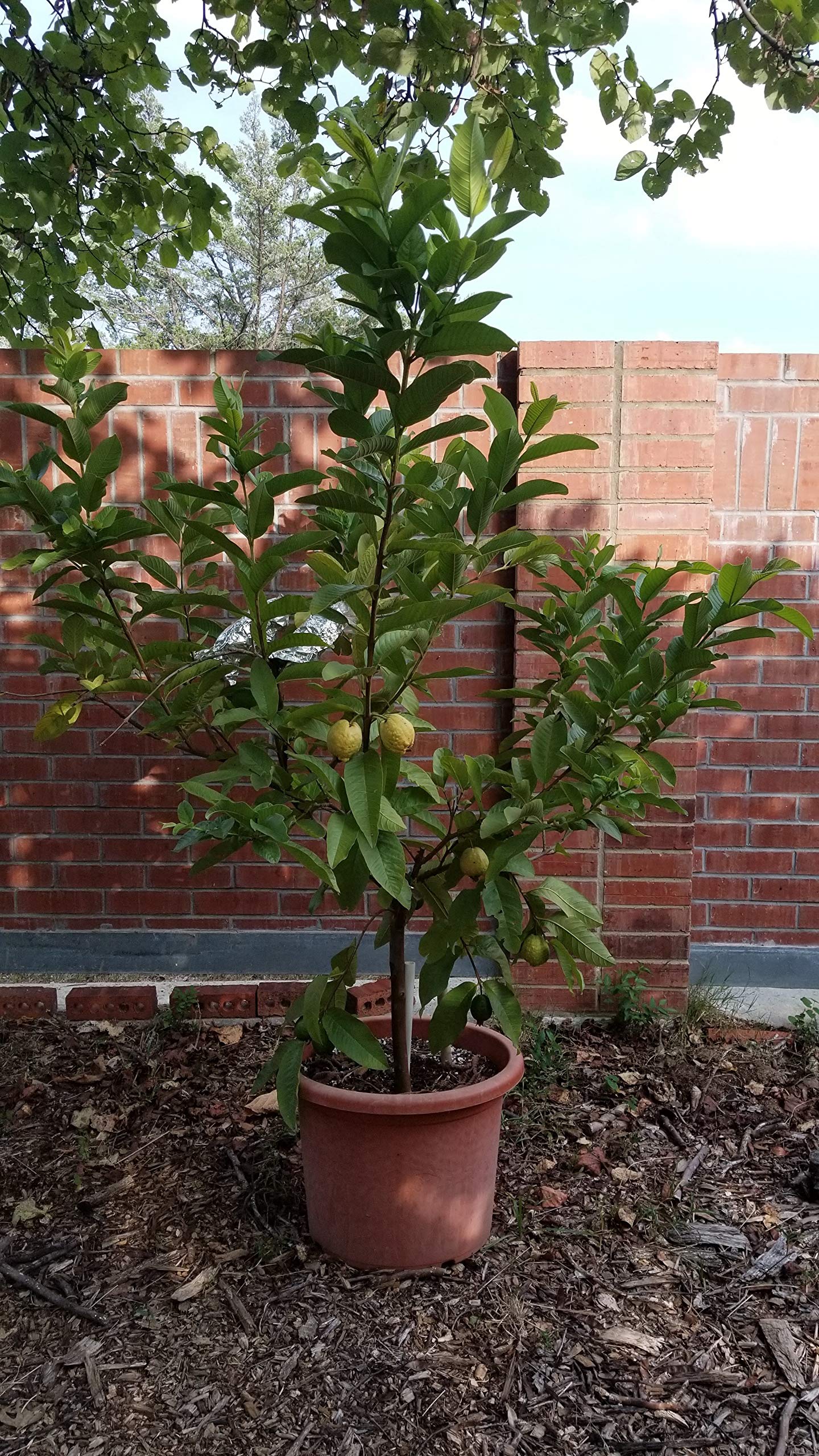 Ruby Supreme Guava Tree - Live Tree in a 3 Gallon Pot - Psidium Guajava 'Ruby Supreme' - Edible Fruit Bearing Tree for Gardens and Patios