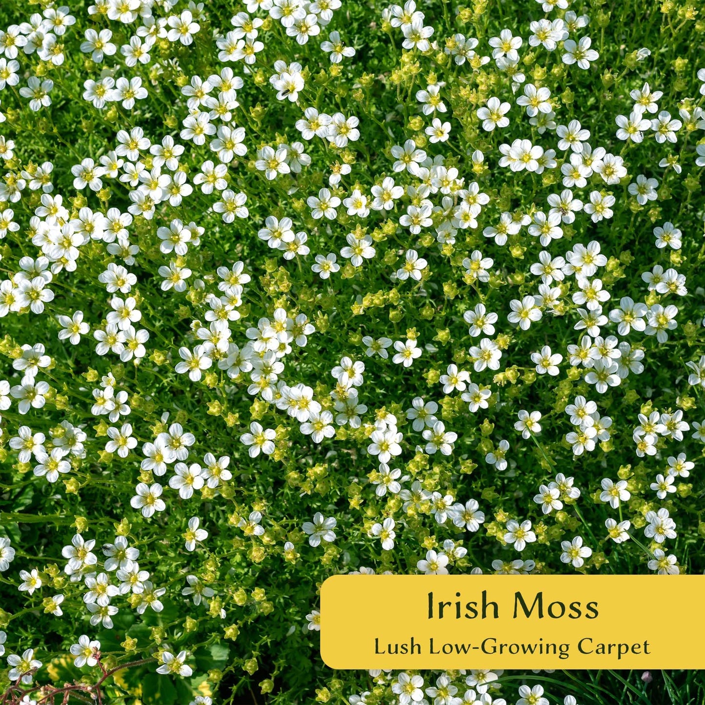 3 Irish Moss – Soft Evergreen Mossy Groundcover with White Spring Flowers for Rock Gardens & Pathways (Sagina subulata) in 2.5″ Cubes, Live Plants