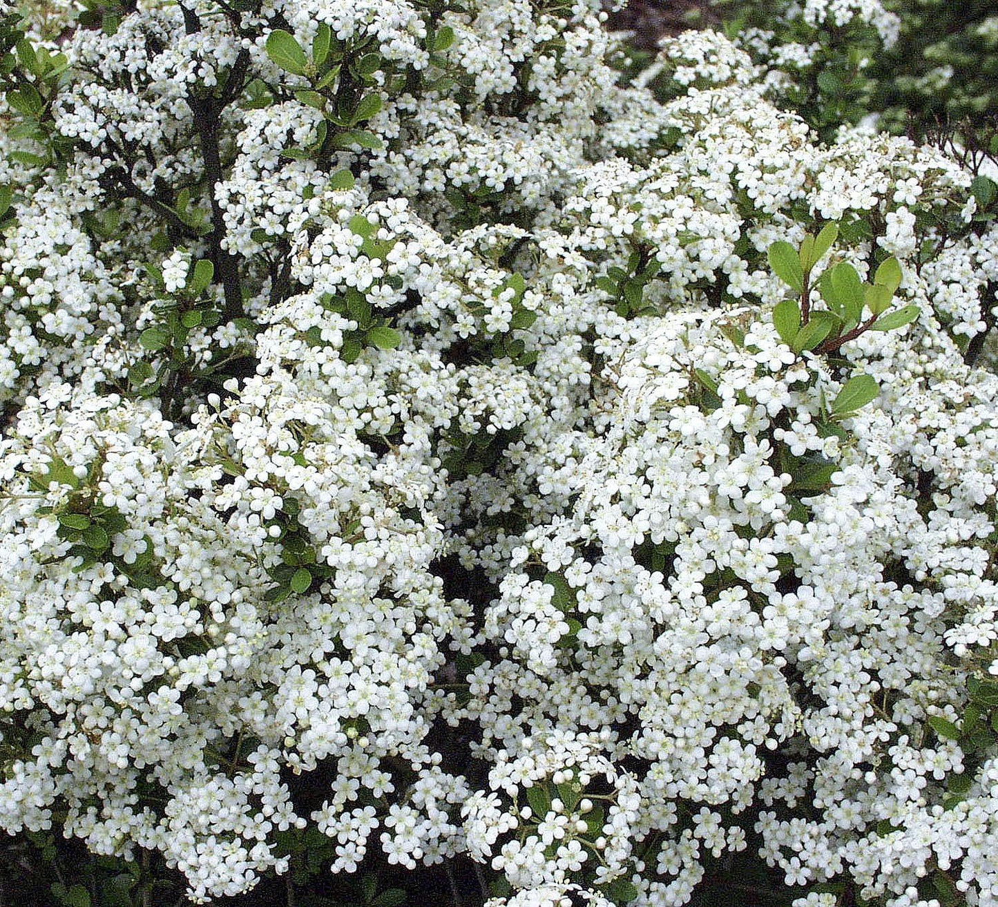Viburnum Densa | 3 Extra Large Trade 3 Gallon Plants | Viburnum Odoratissimum 'Densa' | Lush Landscape Addition | Hardy Shrub