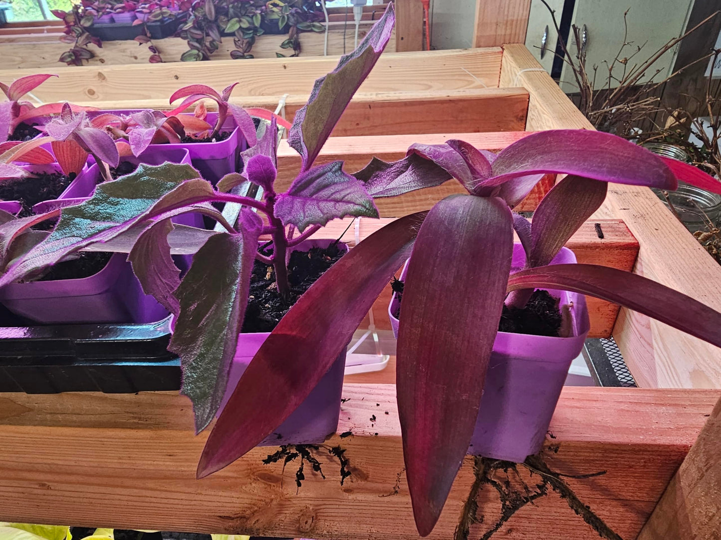 Indoor Houseplant Collection, Purple Heart and Velvet Purple Passion Plants, 2-Pack Additional Items are Half Price Shipping