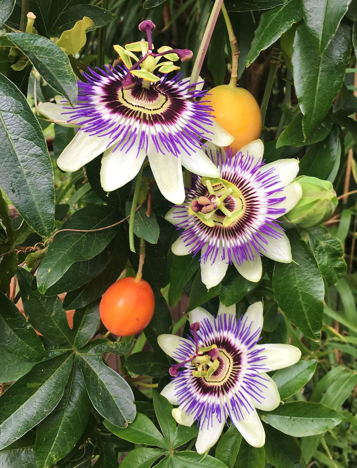 Passion Fruit Plant - 5 Live Plants in 4 Inch Growers Pots - Edible Fruit Bearing Vine for The Patio and Garden