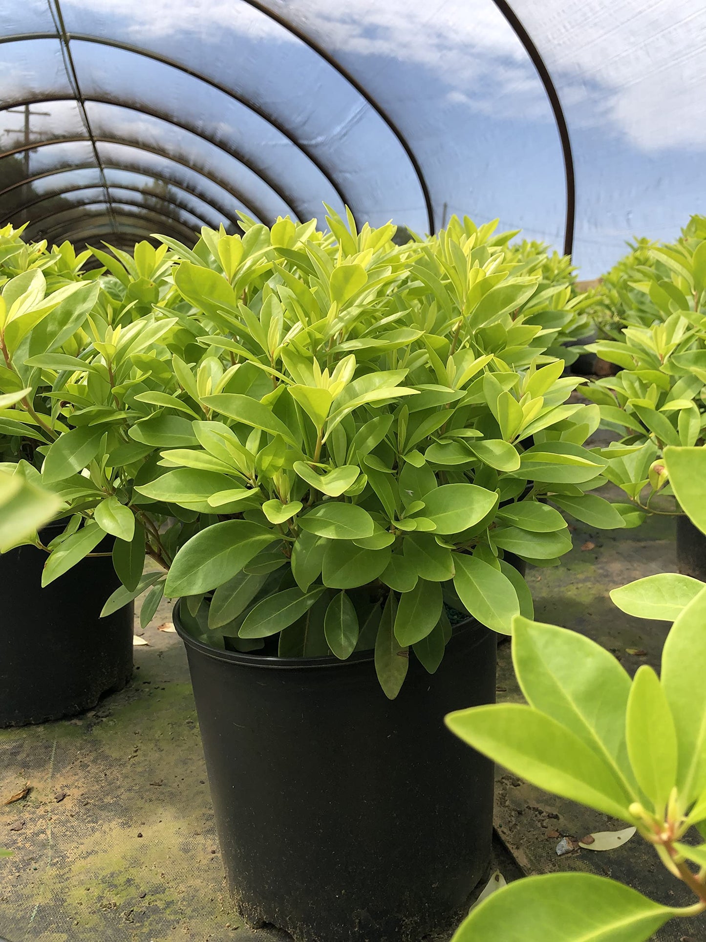 Illicium 'Florida Sunshine' (1 Gallon)