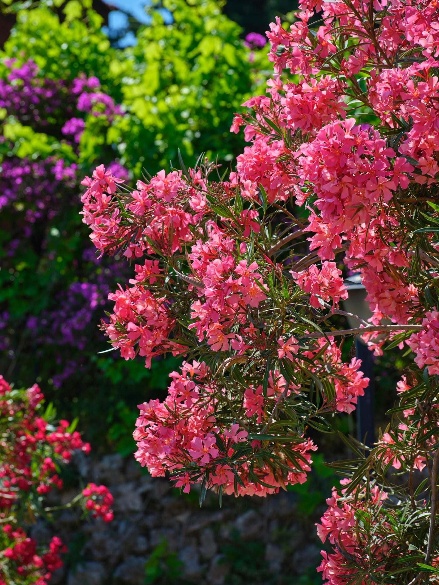 Pink Oleander Plants Pack of 3 - Live Nerium Oleander Plants for Sale 6-8" Tall, Evergreen Flowering Shrub, Container & Ground Friendly, Drought Tolerant, Year-Round Blooms