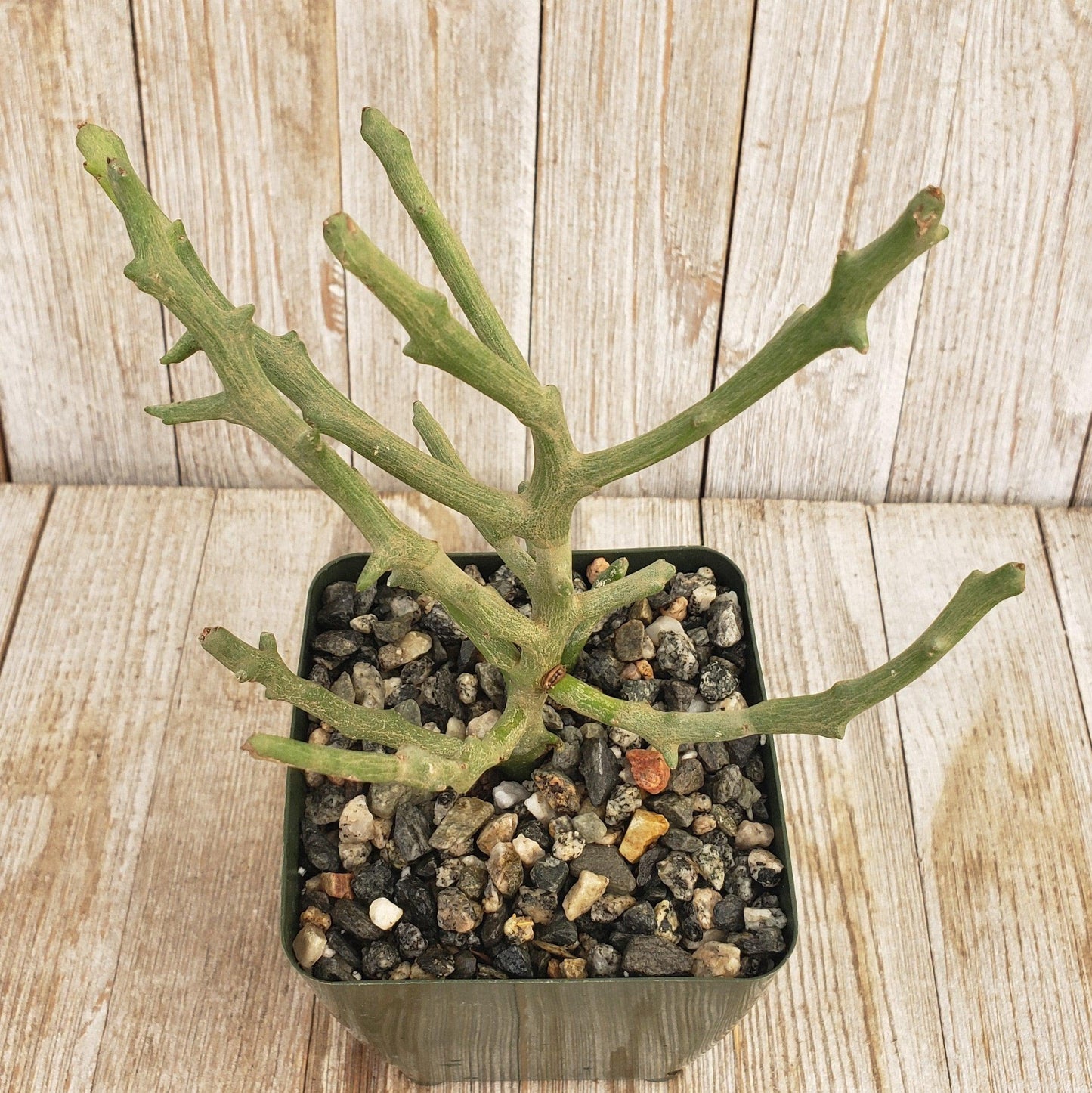 Euphorbia stenoclada spineless Cacti Cactus Succulent Real Live Plant