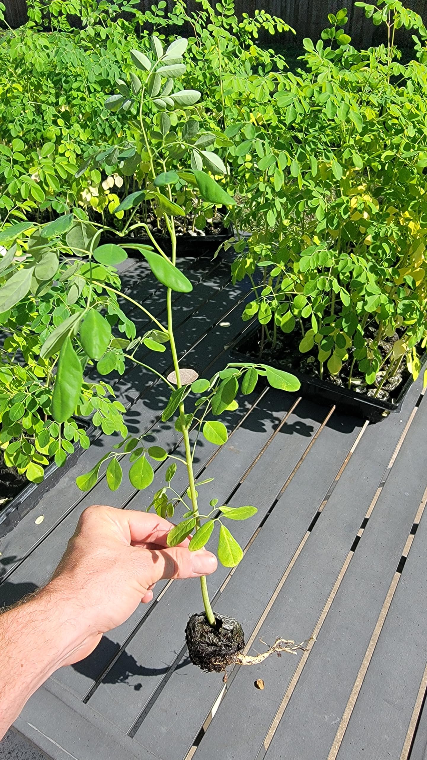 Moringa Trees 5 Live Moringa Plants with Moringa Seeds - Organically Grown - Non-GMO - Miracle Tree - Moringa Oleifera - Herb, Drought-Tolerant, Resilient, Hardy