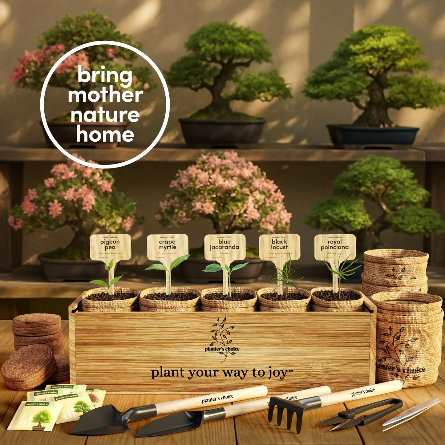 Planter's Choice Bonsai Tree Starter Kit - Mothers Day Gifts for Women, Men - Birthday Gifts for Adults - Indoor Live House Plants - DIY for Adults Craft Kits - Unique Hobby Gift Gardening Lovers