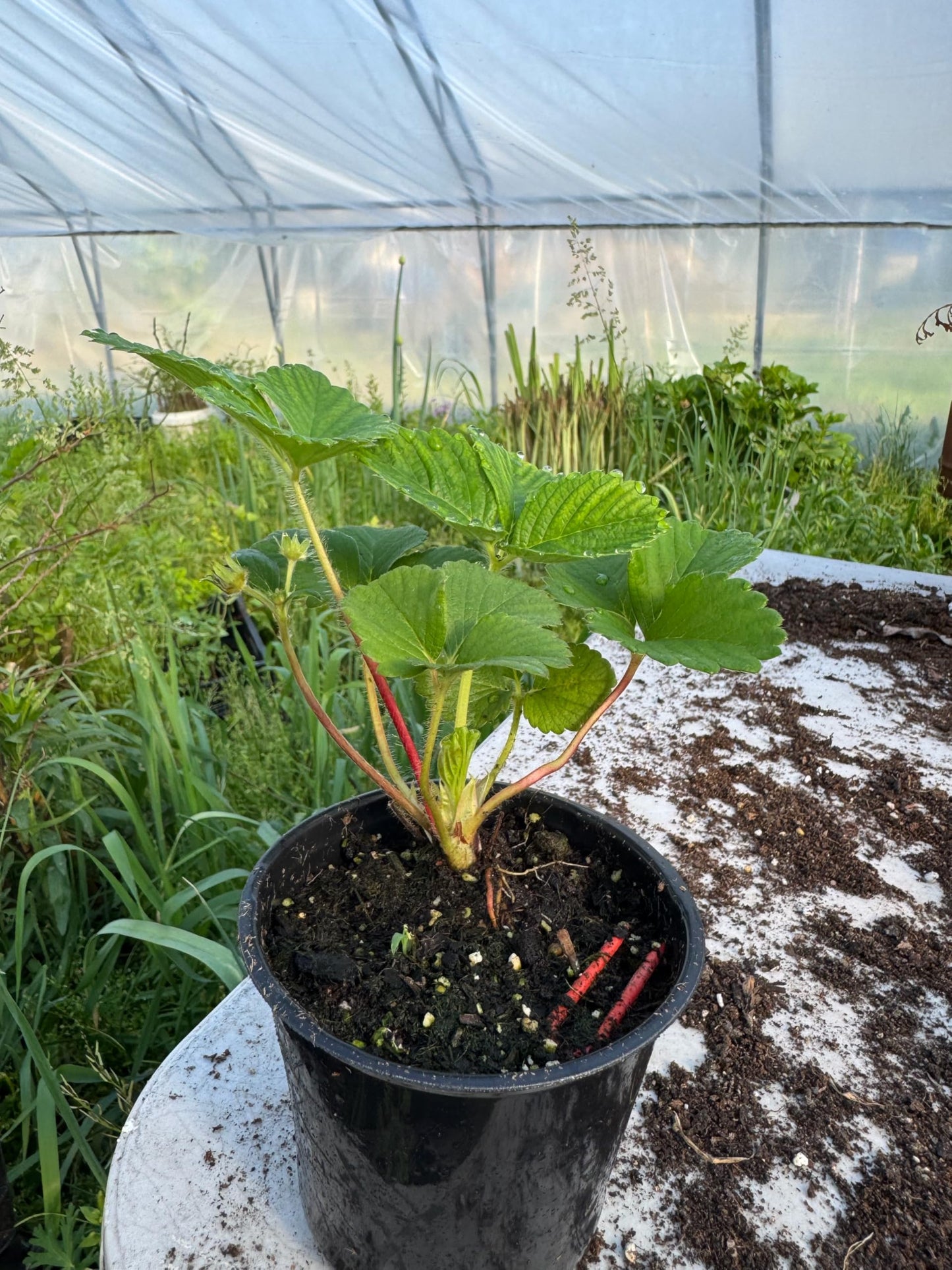 Rare Live White Pineberry Strawberry Plant - Non-GMO Fruiting Shrub in 4-Inch Nursery Pot – Creamy White Fruit with Red Seeds – Sweet & Tropical Flavor for Home Gardens and Patio Containers