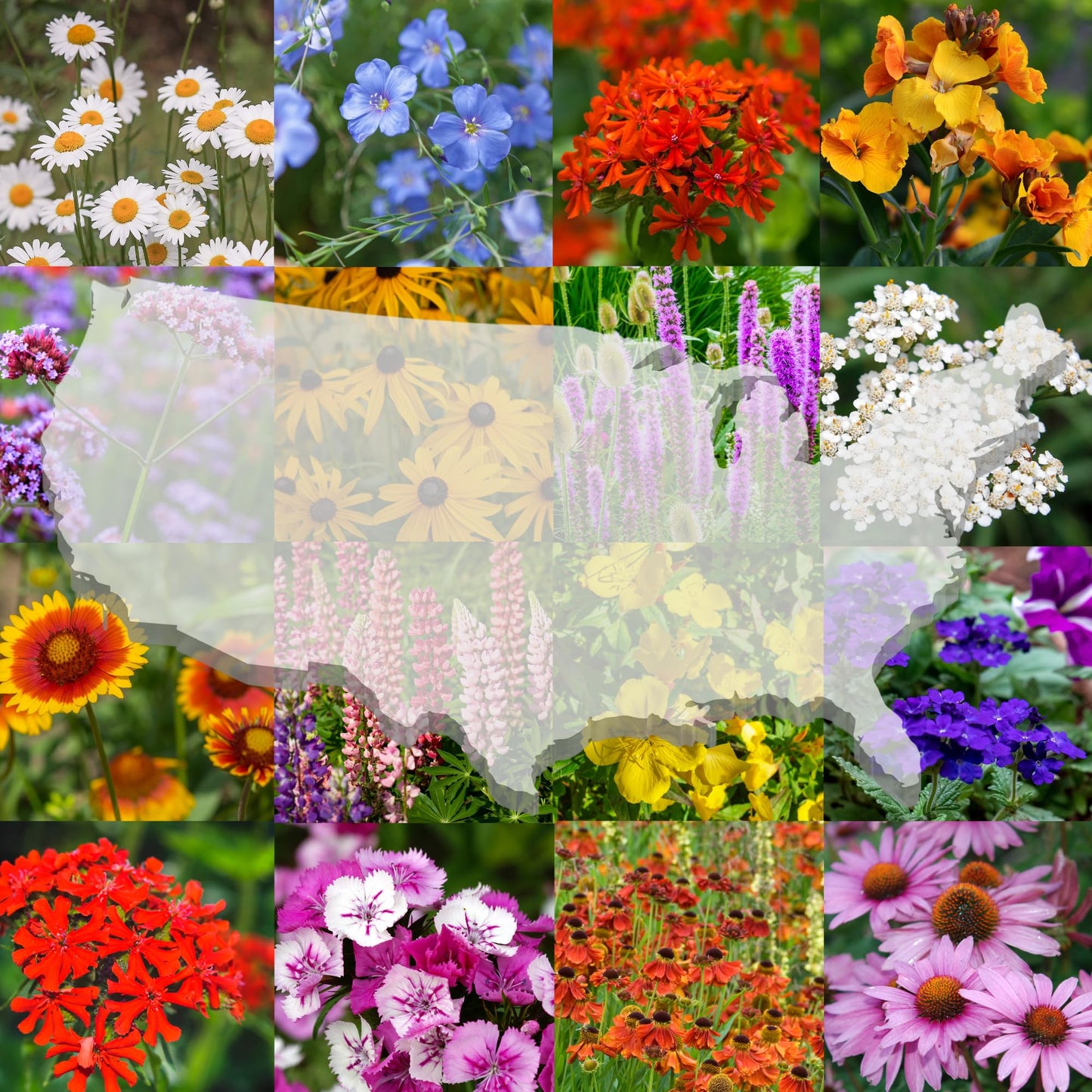 United States Nationwide Bulk Perennial Wildflower Seed Mix - All U.S. Zones - Plant in Spring and Fall (1 Pound Covers 2,000 Square feet) (1/4 Pound)