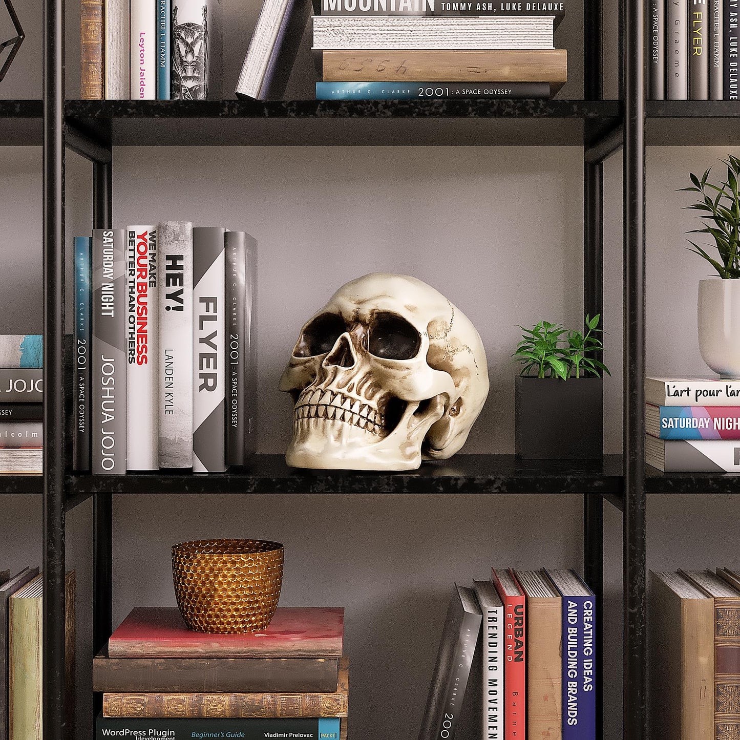 Readaeer Life Size Skeleton Replica Realistic Human Skull Head Bone Model (Normal)