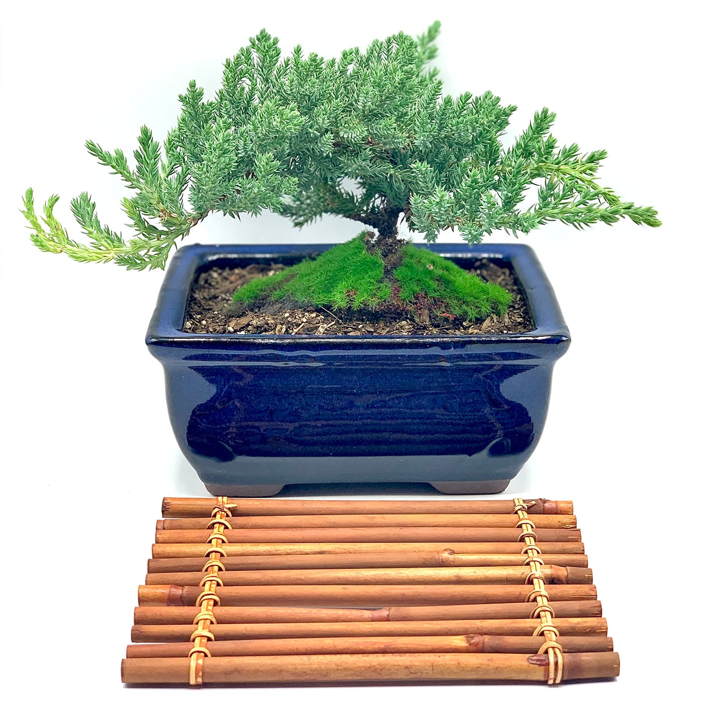 Live Dwarf Juniper Bonsai Tree 7 Year Old with Hand-Made Bamboo Stand | Juniper or Jade Bonsai Tree | Indoor/Outdoor | 100% Handcrafted| Home and Office Décor | Best Gift for Holiday