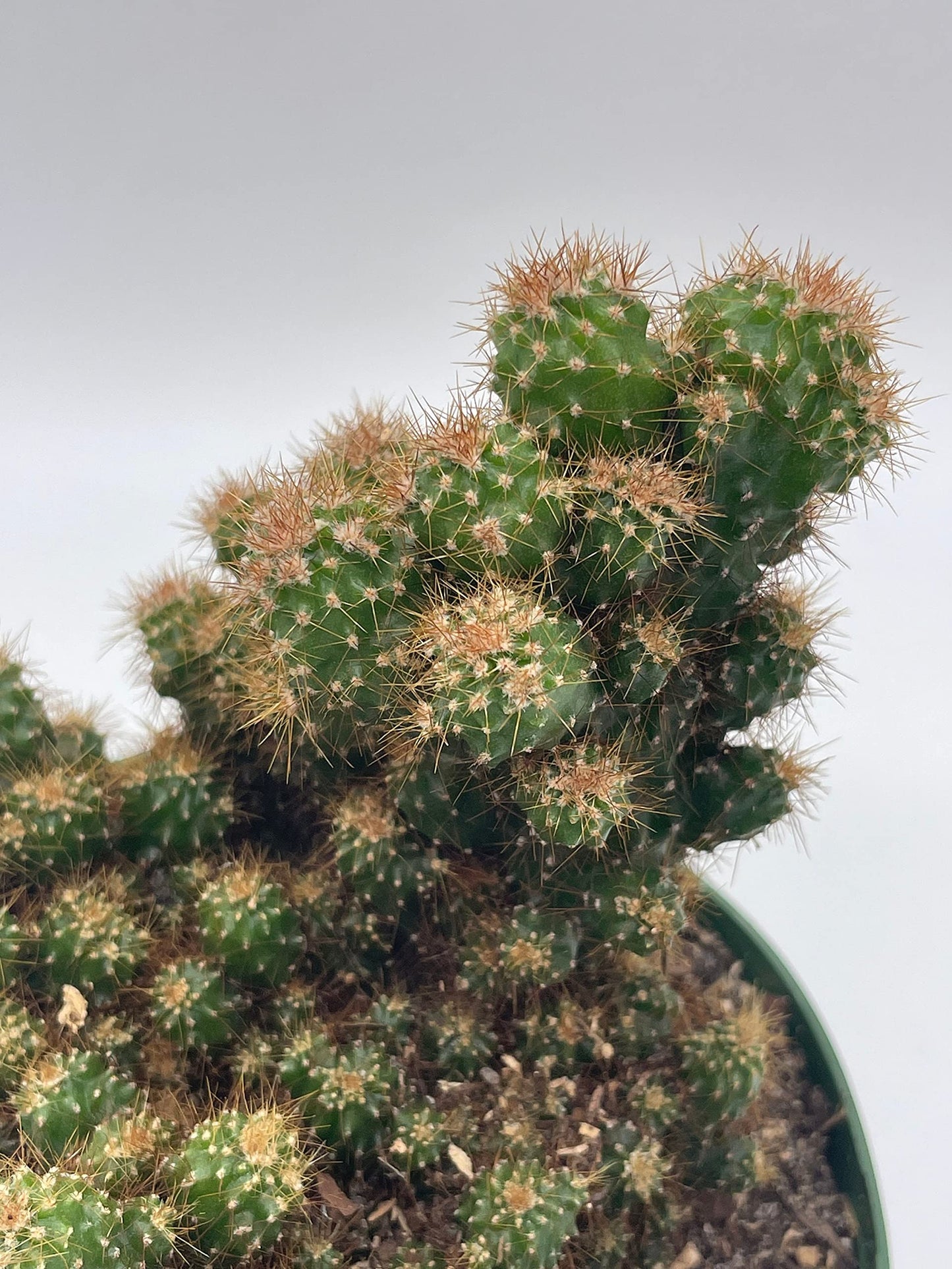 BubbleBlooms Peruvian Apple Cactus in a 6 inch Pot Crested, Repandus, uruguayanus, Hedge Cacti, Cereus