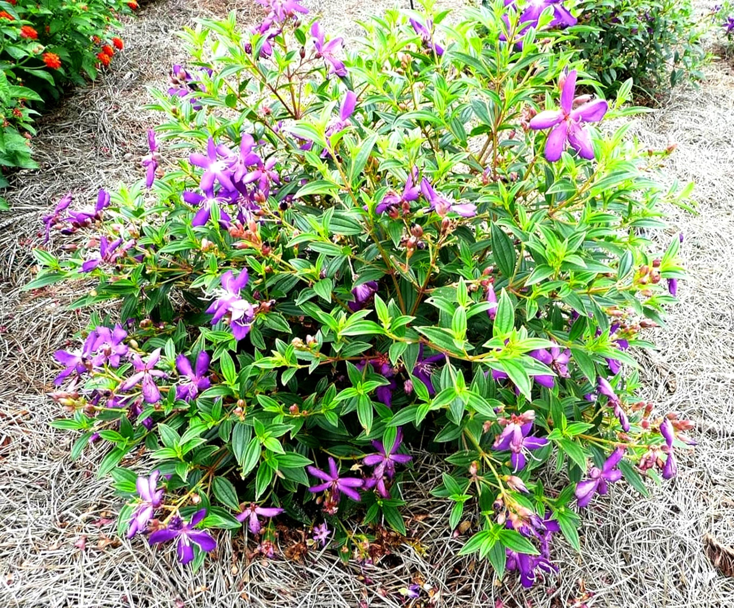 Tibouchina Dwarf Princess | 10 Live Plants | Tibouchina Urvilleana | Purple Blooms, Flowering Shrub, Tropical Evergreen, Patio Accent, Low Maintenance, Fast Growing, Garden Landscaping