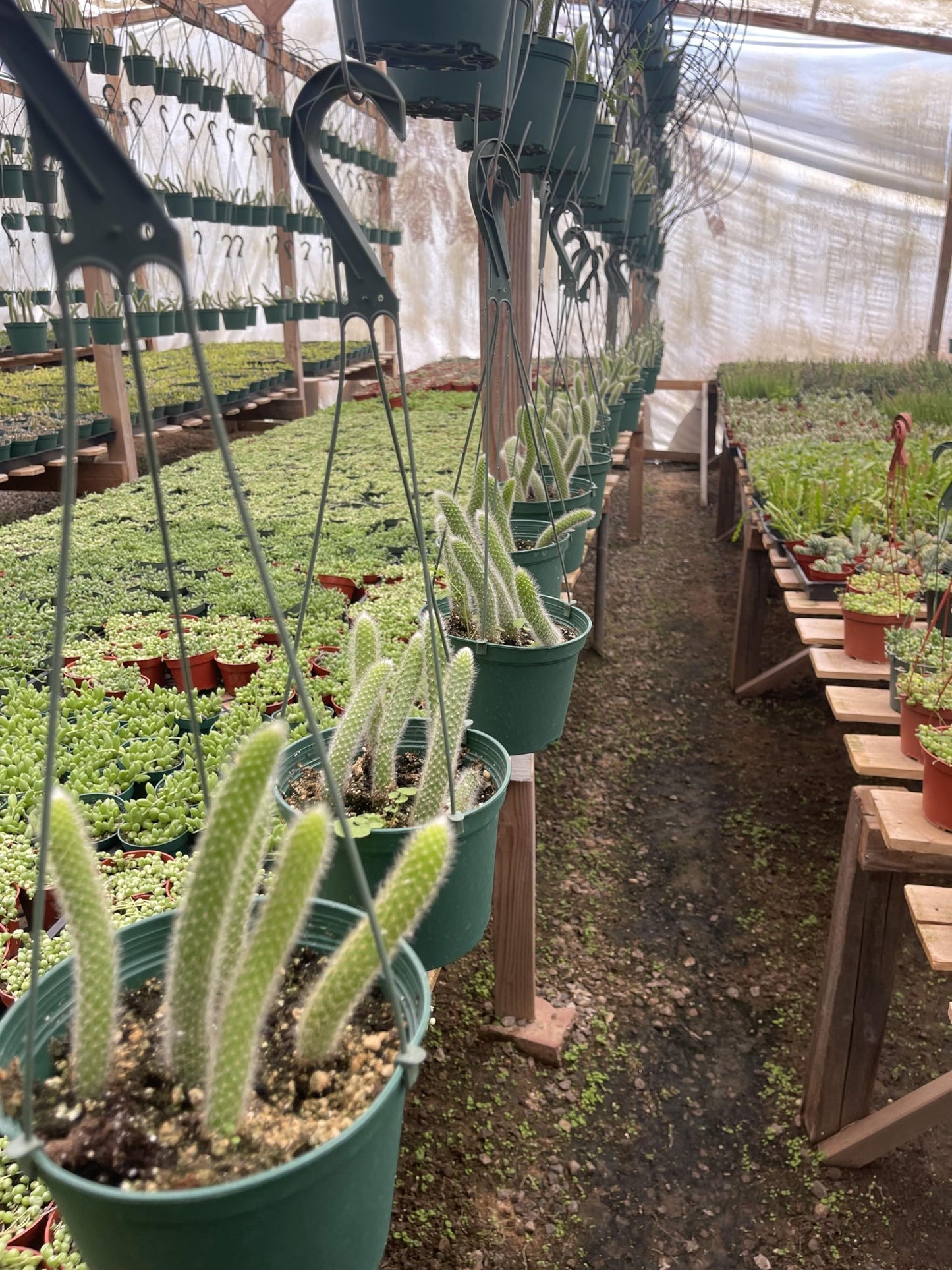 Rare Monkey Tail Cactus (Hildewintera colademononis) 6Inch Pot 5 Tails Around 8 Inches or Longer for Each Tail Rooted and Healthy