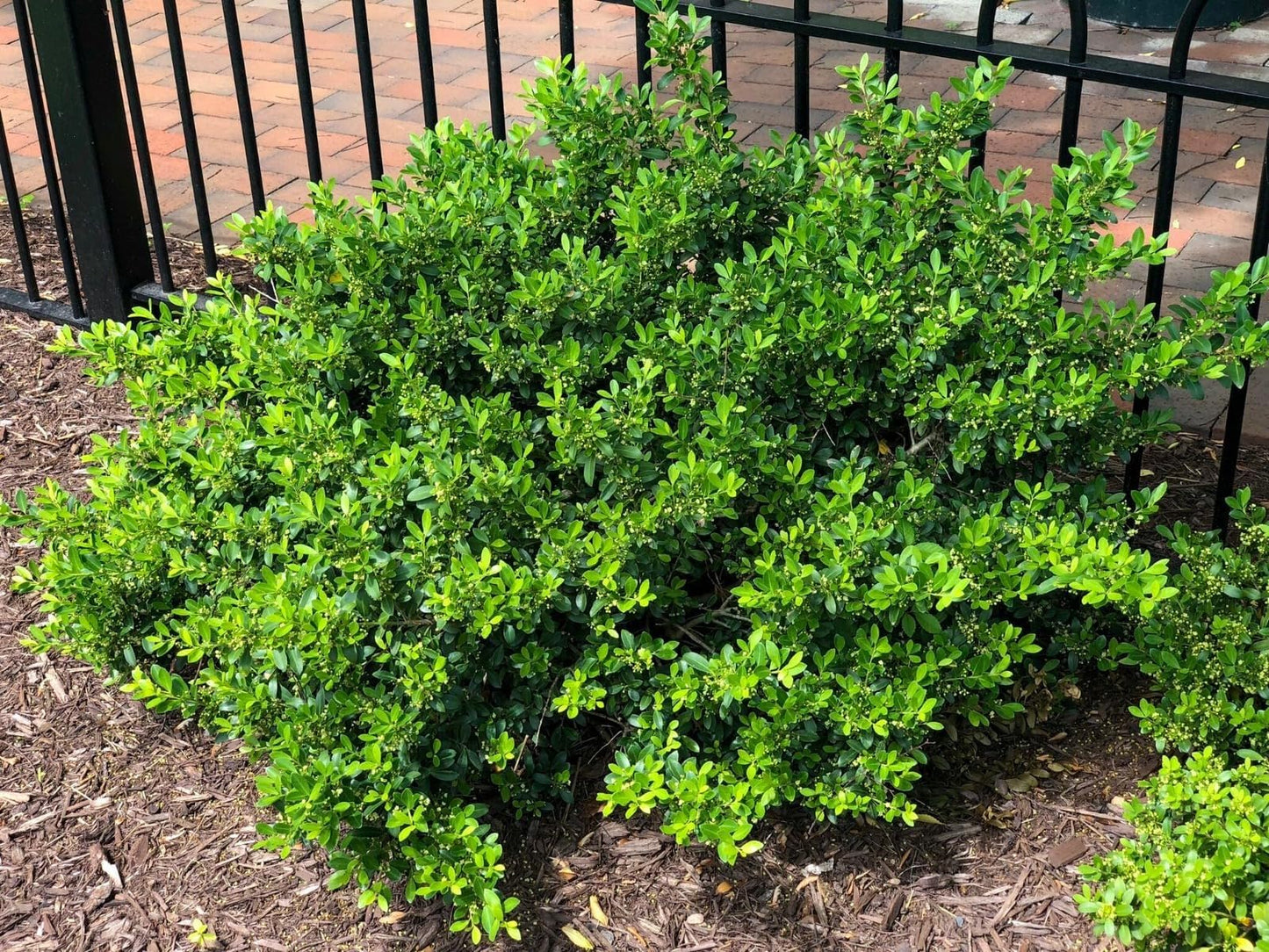 Hoogendoorn Holly Shrub I 3 Live Plants I Ilex Crenata | Lustrous Evergreen for Hedging, Privacy Screens, and Decorative Accents