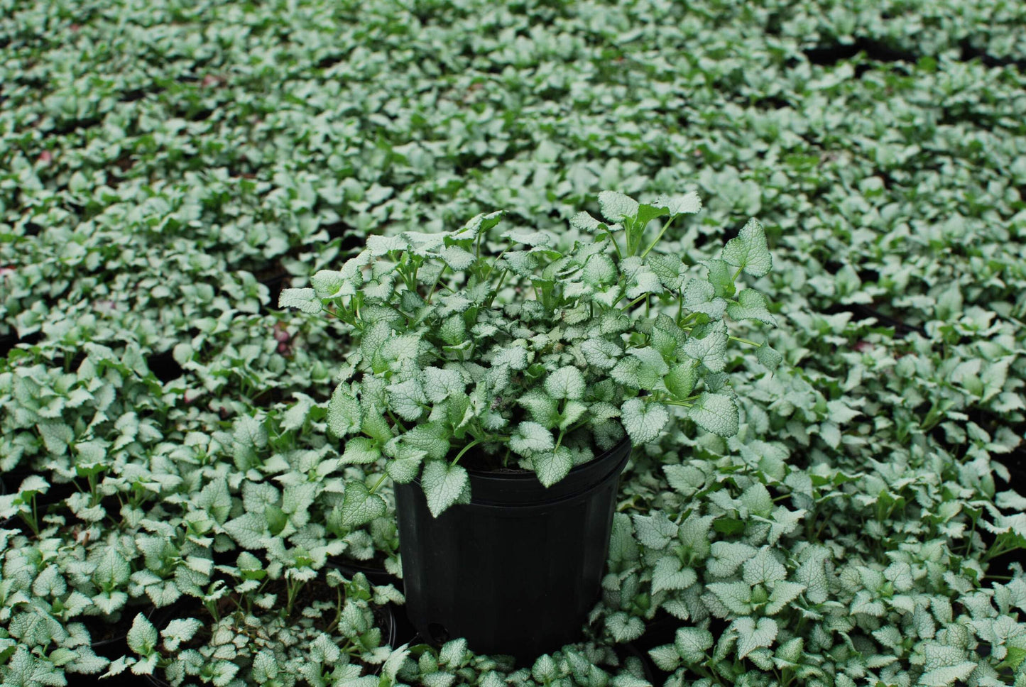 Perennial Farm Marketplace Lamium maculatum ‘Purple Dragon’ (Dead Nettle) Live Perennial, Size-#1 Container, Purple Spring Flowers with Silver Variegated Foliage