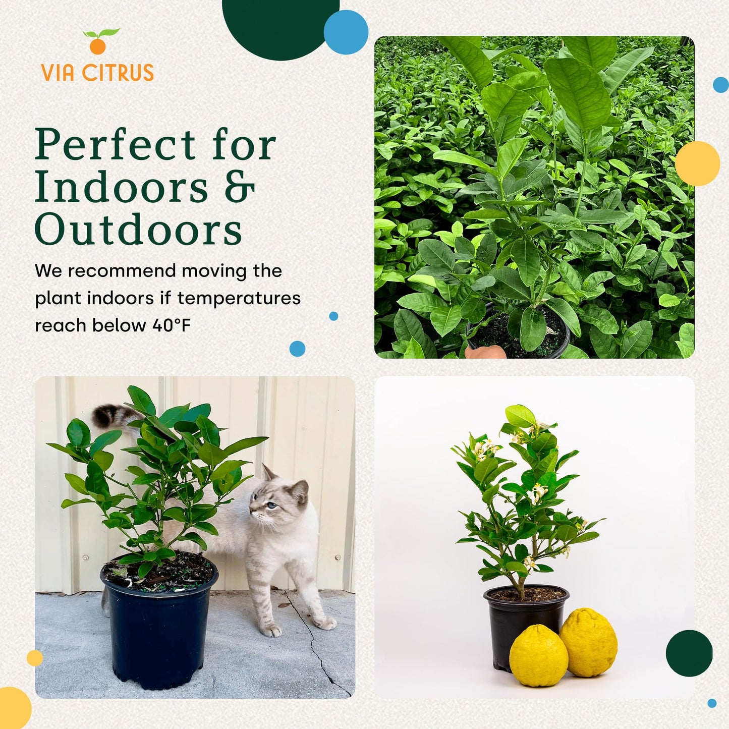 Ponderosa Lemon Tree Live Plants 13" - 22" Tall Indoor Outdoor Fruit Tree Plant Growing, Live Citrus Plant Mothers Day Gift for Mom Home Garden Patio Use, Cannot Ship CA AL AZ TX LA by Via Citrus